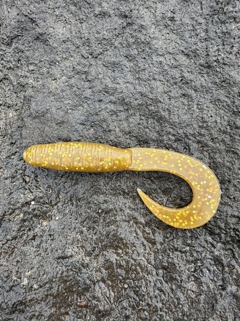 Golden Grub - 6 Pack