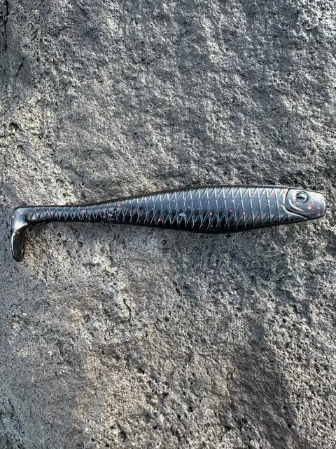 Redback Shadowtail.jpeg