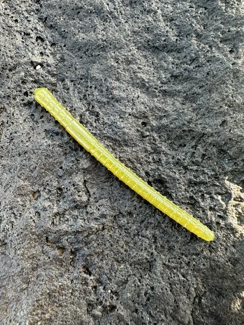 Outback Olive Worm.jpeg