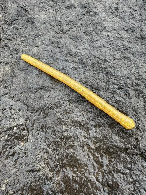 Golden Worm - 6 Pack