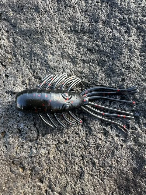 Redback Backwater Bug.jpeg