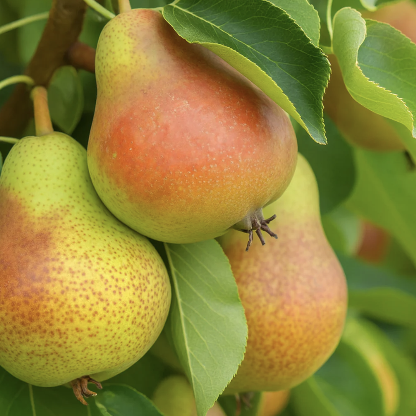 Close-up of ripe pears hanging on a tree with green leaves.