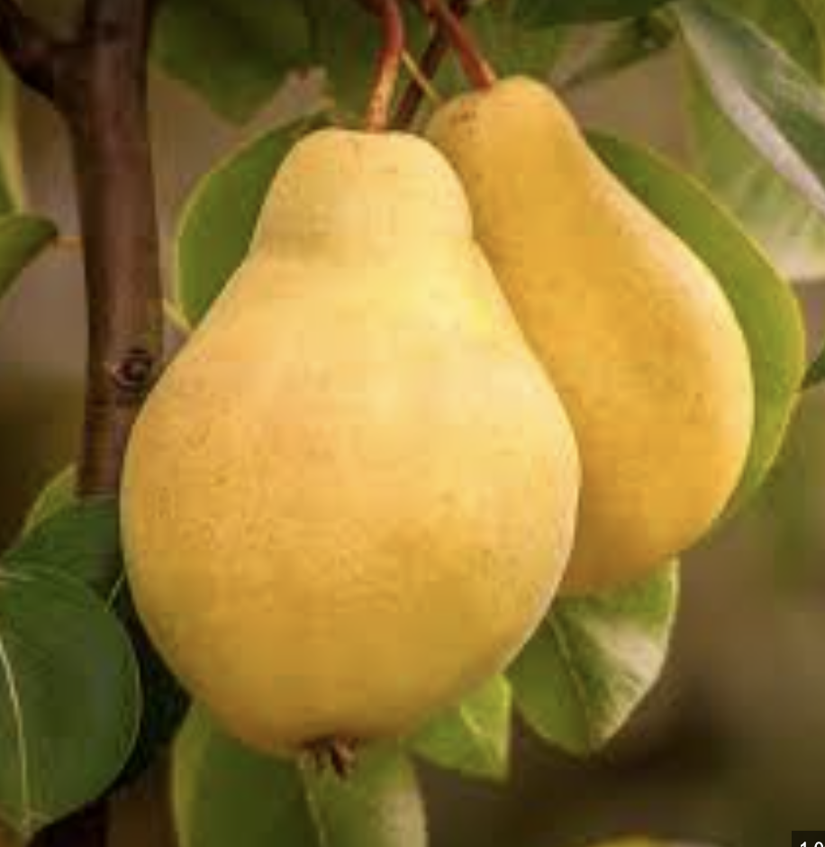 Two yellow pears hanging from a tree with green leaves.