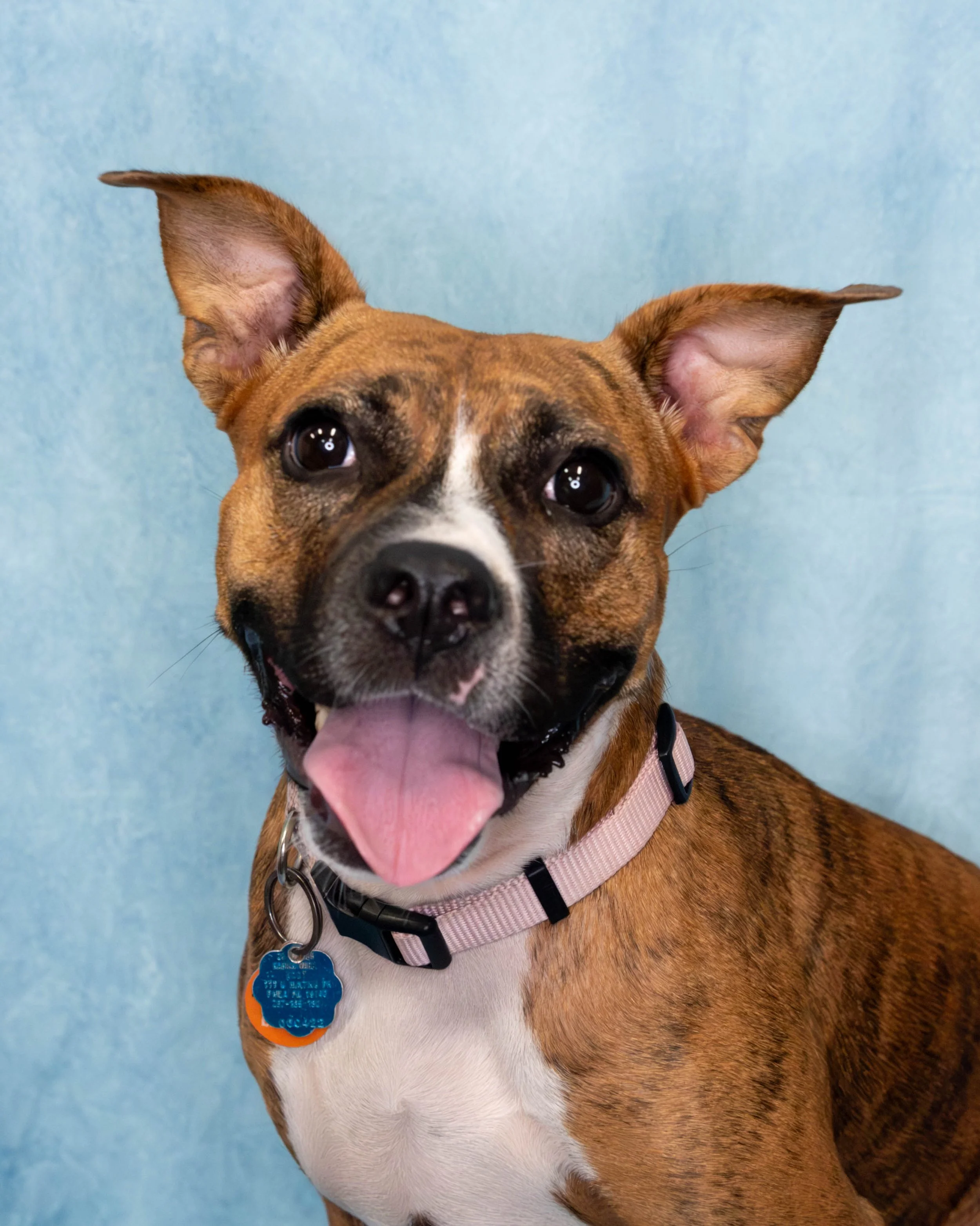 A happy brown and white dog with a pink collar and a blue ID tag around its neck, sitting in front of a light blue background.