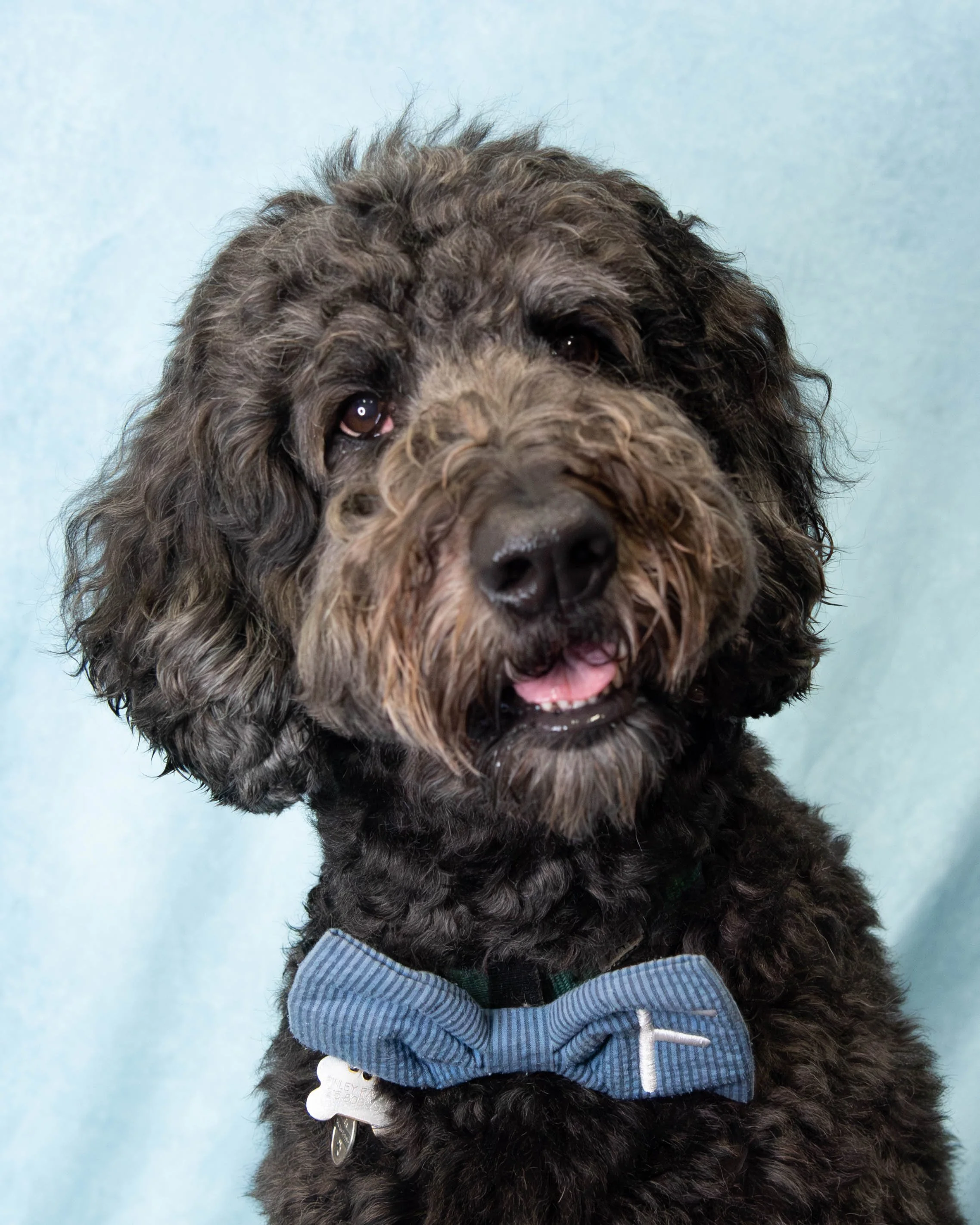 Close-up of a black curly-haired dog wearing a blue bow tie with a white letter T, against a light blue background.
