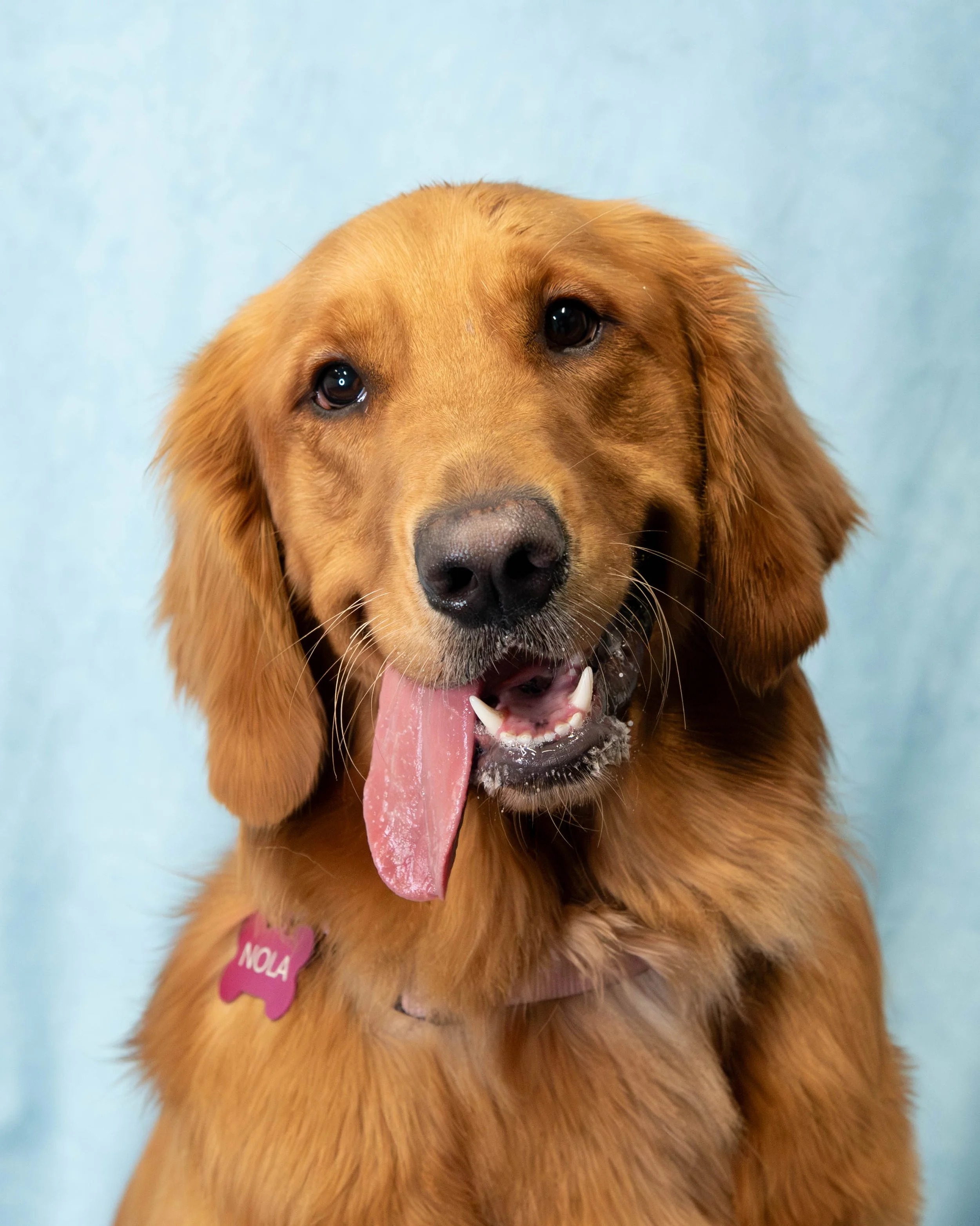 Close-up of a golden retriever dog with its tongue out, wearing a pink collar with a pink bone-shaped tag.