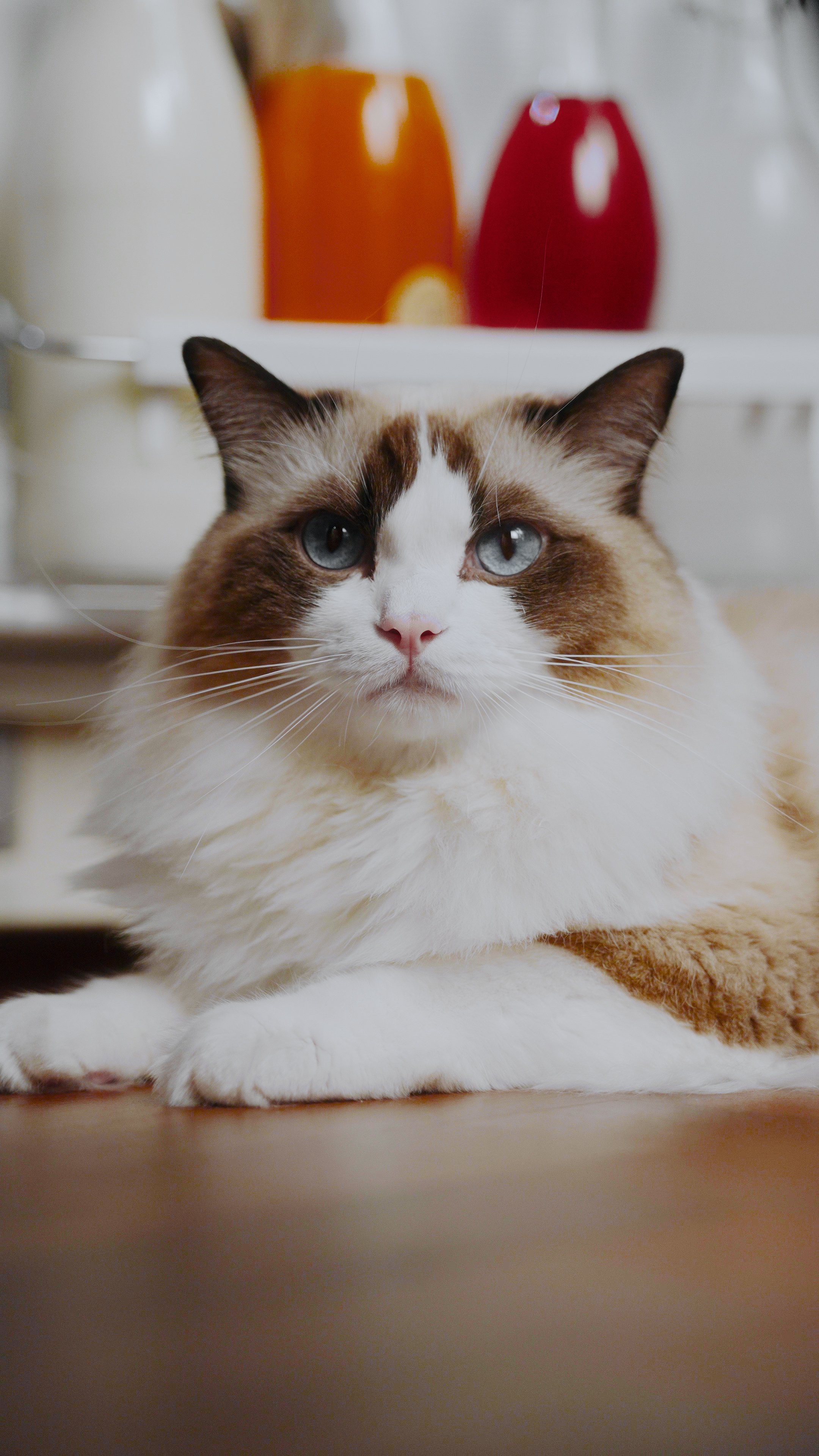 A close-up of a Ragdoll cat lying on a wooden floor, with a white and brown coat and blue eyes, in front of a blurred background of shelves with colorful glass jars.