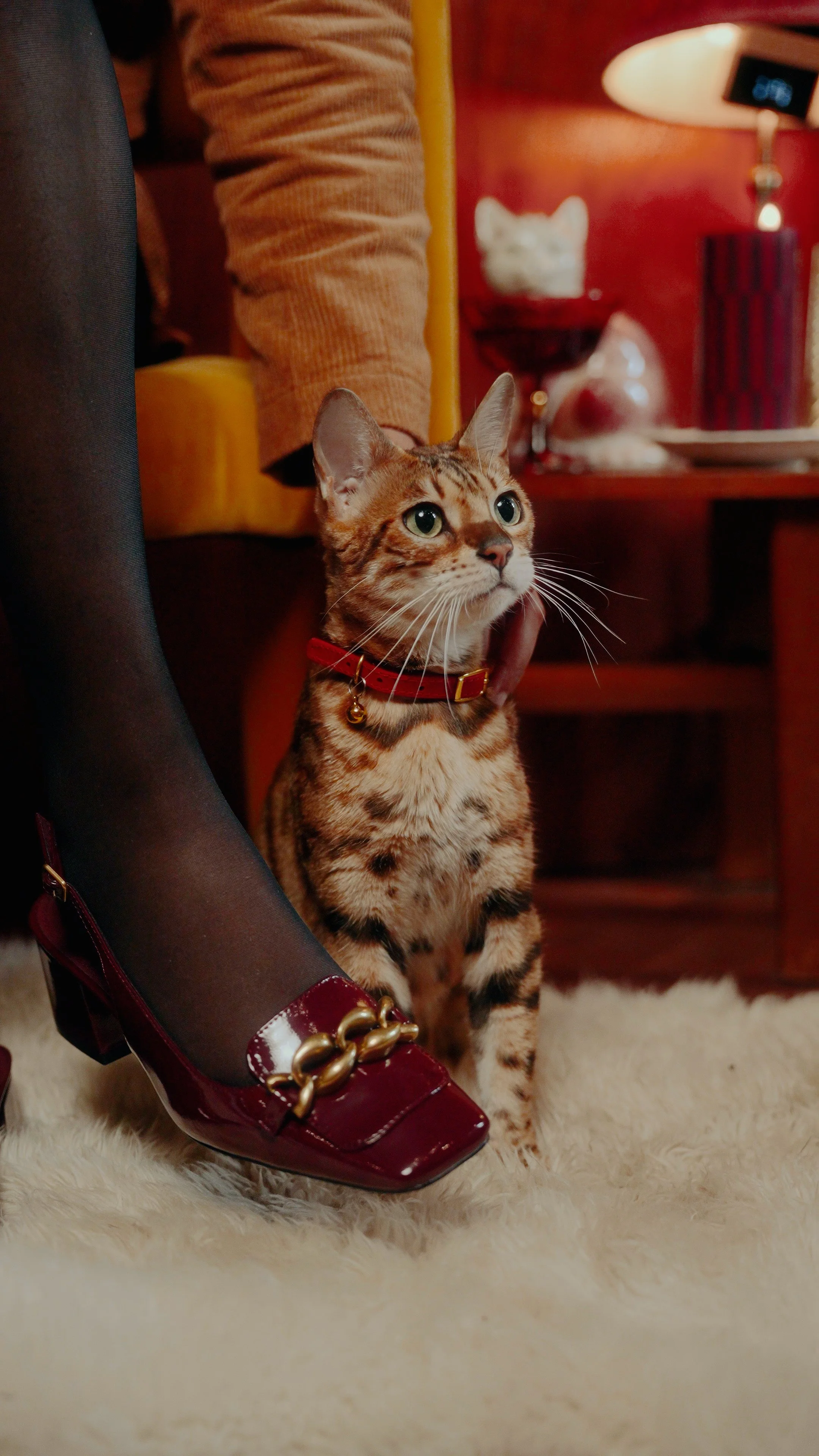 A calico cat sitting on a cream-colored rug next to a person's leg in burgundy high heel shoes and black stockings. The person is wearing a beige long-sleeve top and is holding the cat. The background has a dark wood shelf with decorative items and warm lighting.