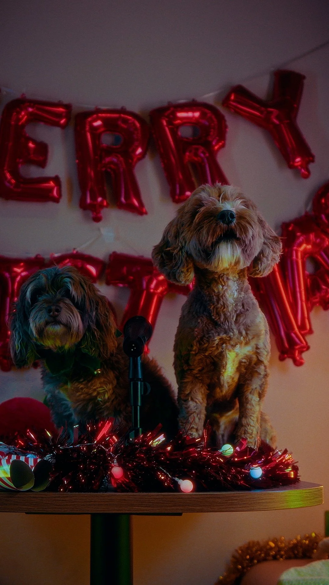 Two dogs on a table decorated for a birthday, with a