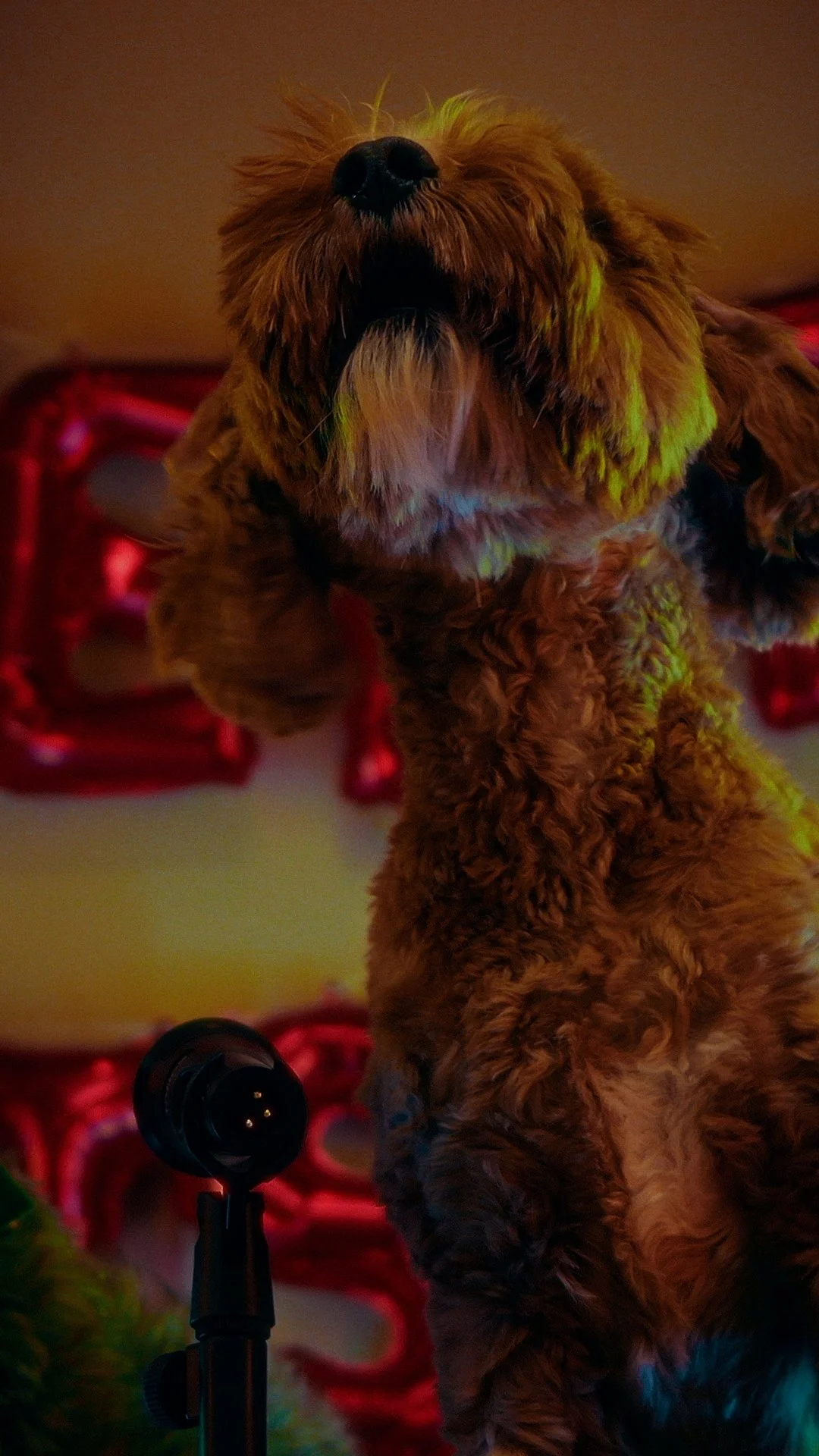 A brown, furry dog with a shaggy coat standing on a surface with a microphone in front of it. The dog is looking upwards, and there is a red object in the background.
