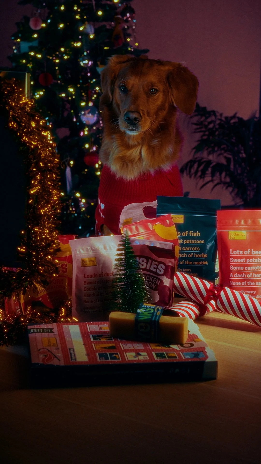 A brown dog wearing a red sweater sits behind a table with Christmas gifts, snacks, and a small Christmas tree. A decorated Christmas tree with lights is in the background.