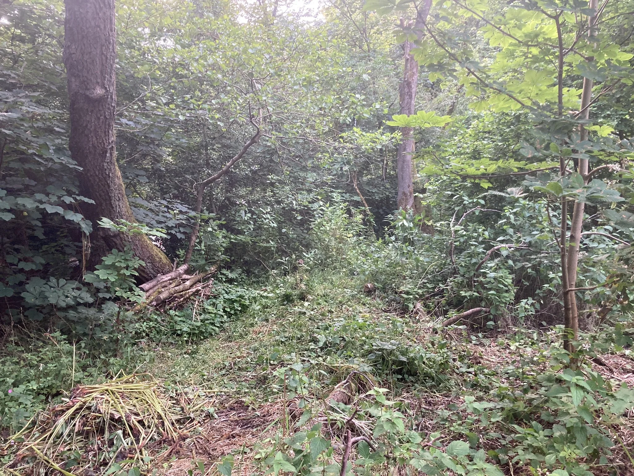 A wooded forest trail with trees, bushes, and green foliage.