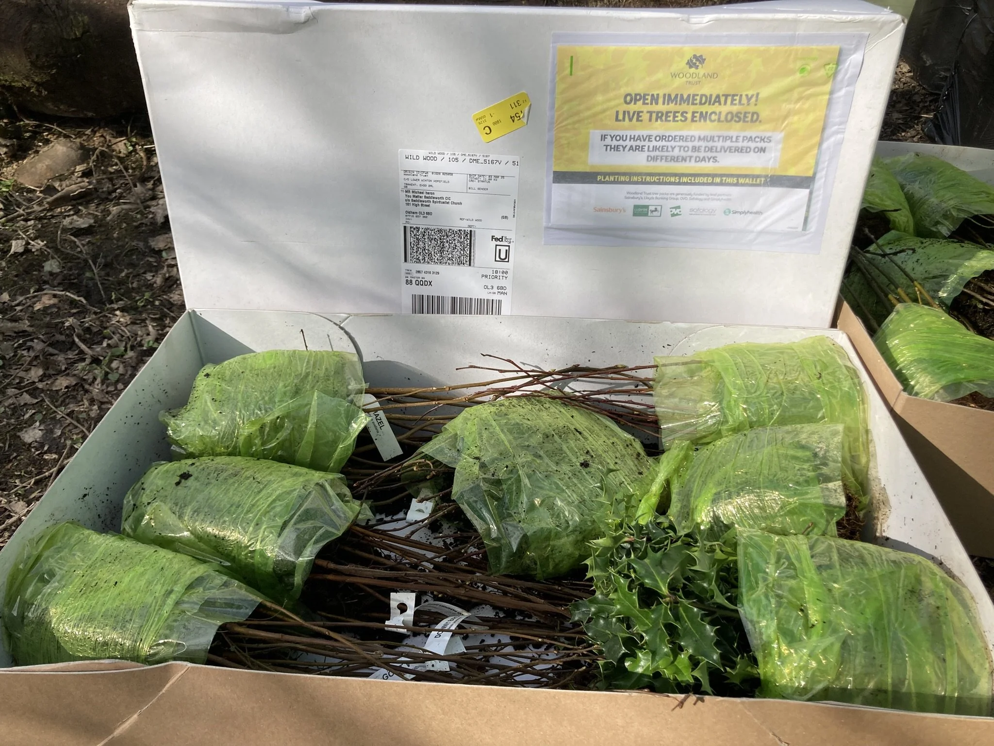 A box containing small, bare tree saplings wrapped in clear plastic sleeves, with some holly leaves and berries, and a label on the inside of the lid with planting instructions and a yellow sticker.