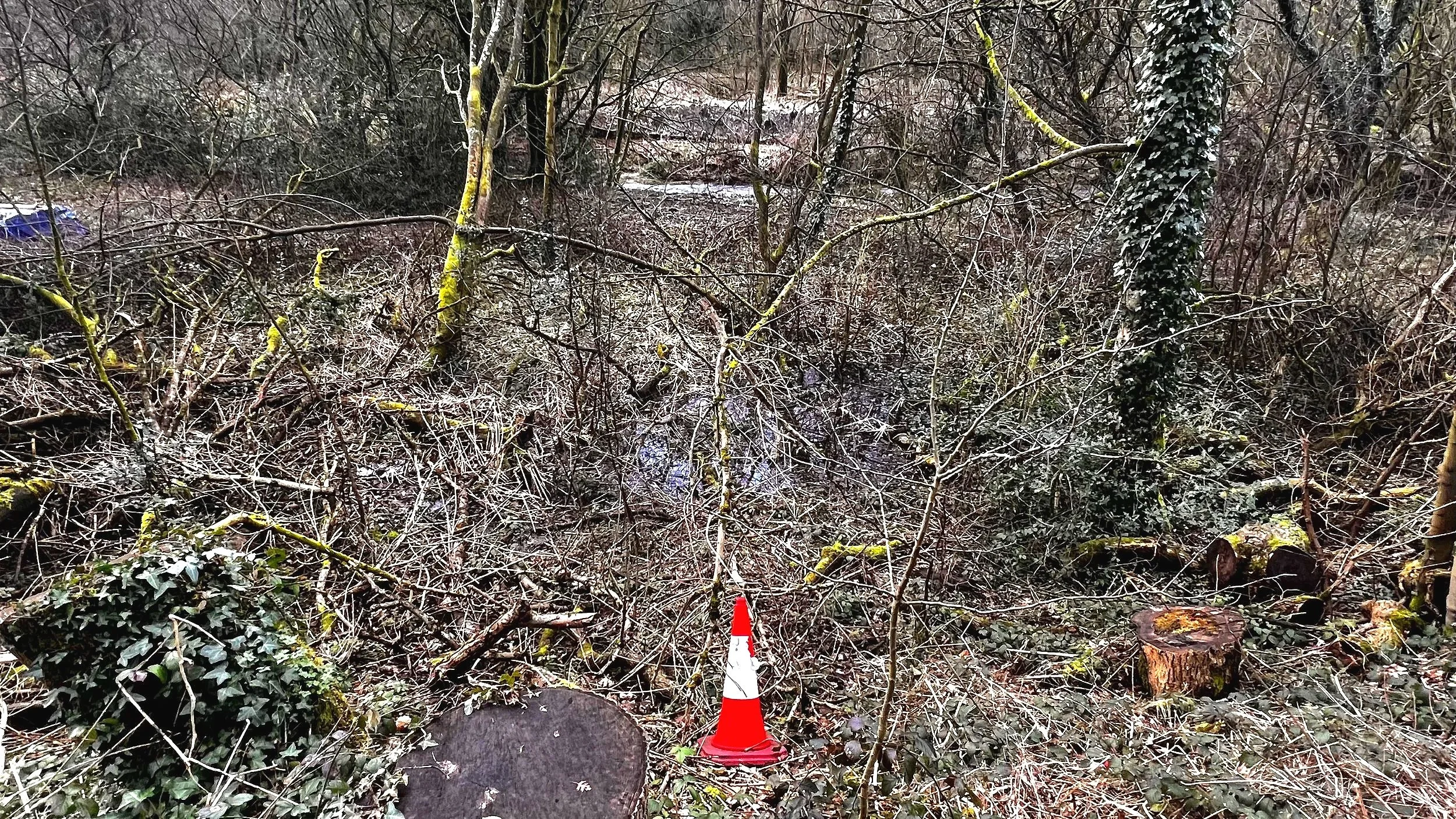 A fallen tree in a wooded area is marked with a red and white traffic cone, with branches and logs scattered around.