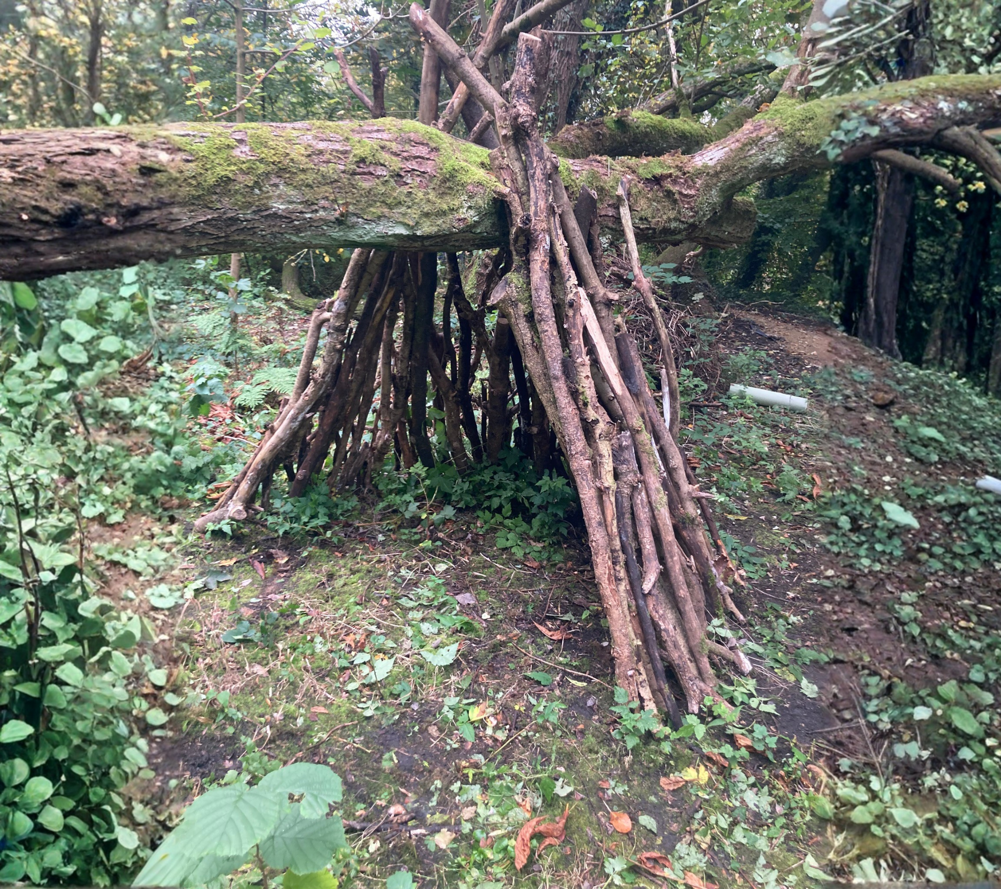 A small teepee made of sticks under a fallen tree in a forest with green foliage and moss-covered ground.