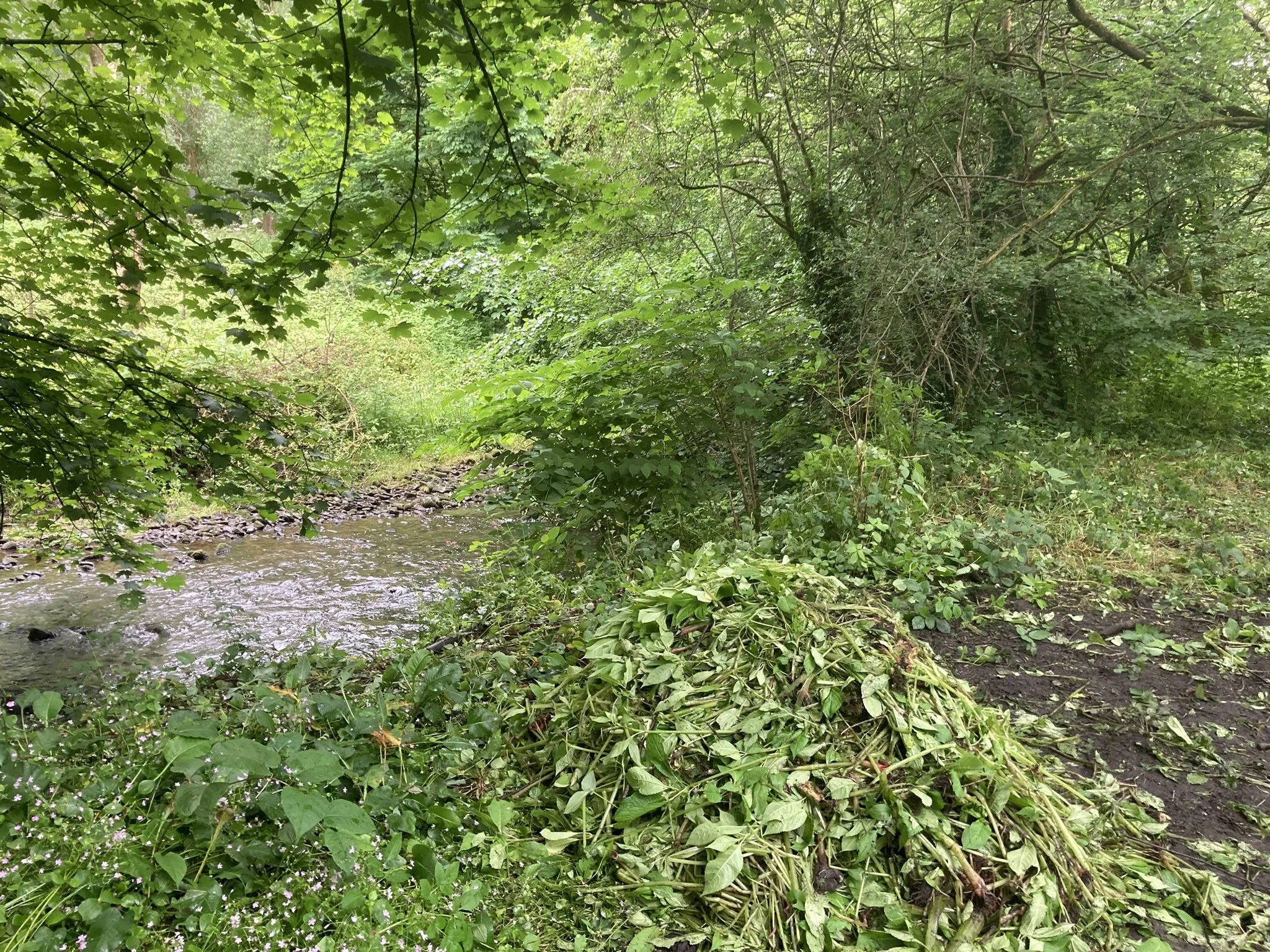 A small stream flowing through a dense, green forest with a pile of freshly cut green plants or weeds on the muddy ground beside the water.