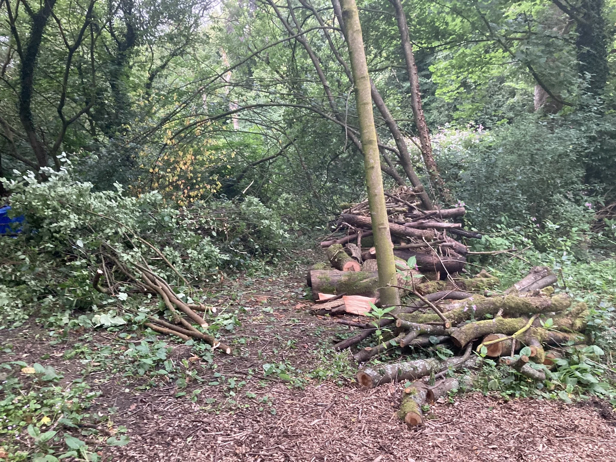 A wooded area with cut and stacked firewood and fallen branches along a forest trail.
