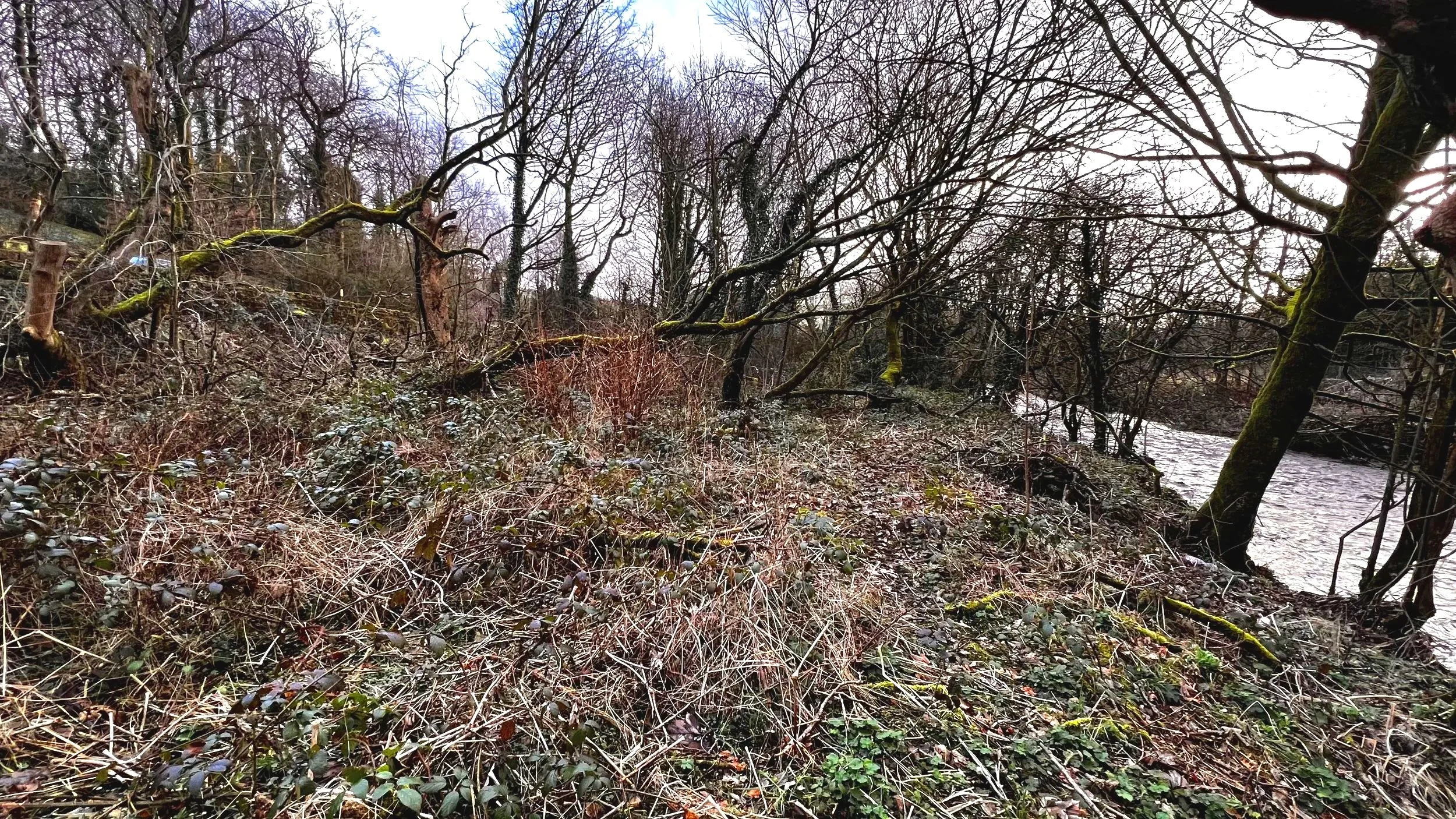 A wooded area with leafless trees and bushes near a river or stream, with a cloudy sky overhead.