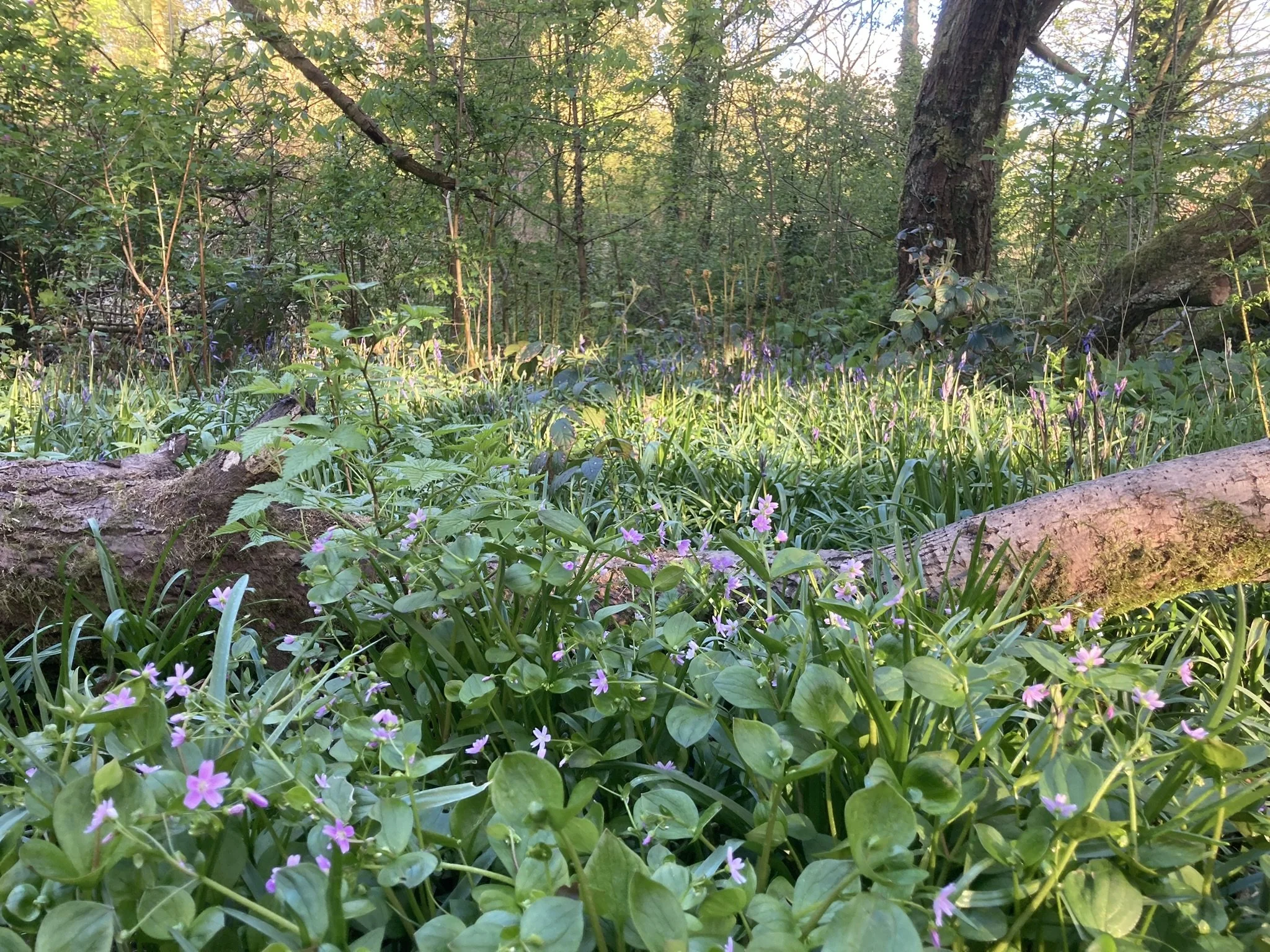 A forest floor with green plants, purple flowers, fallen logs, and trees in the background with sunlight filtering through the trees.