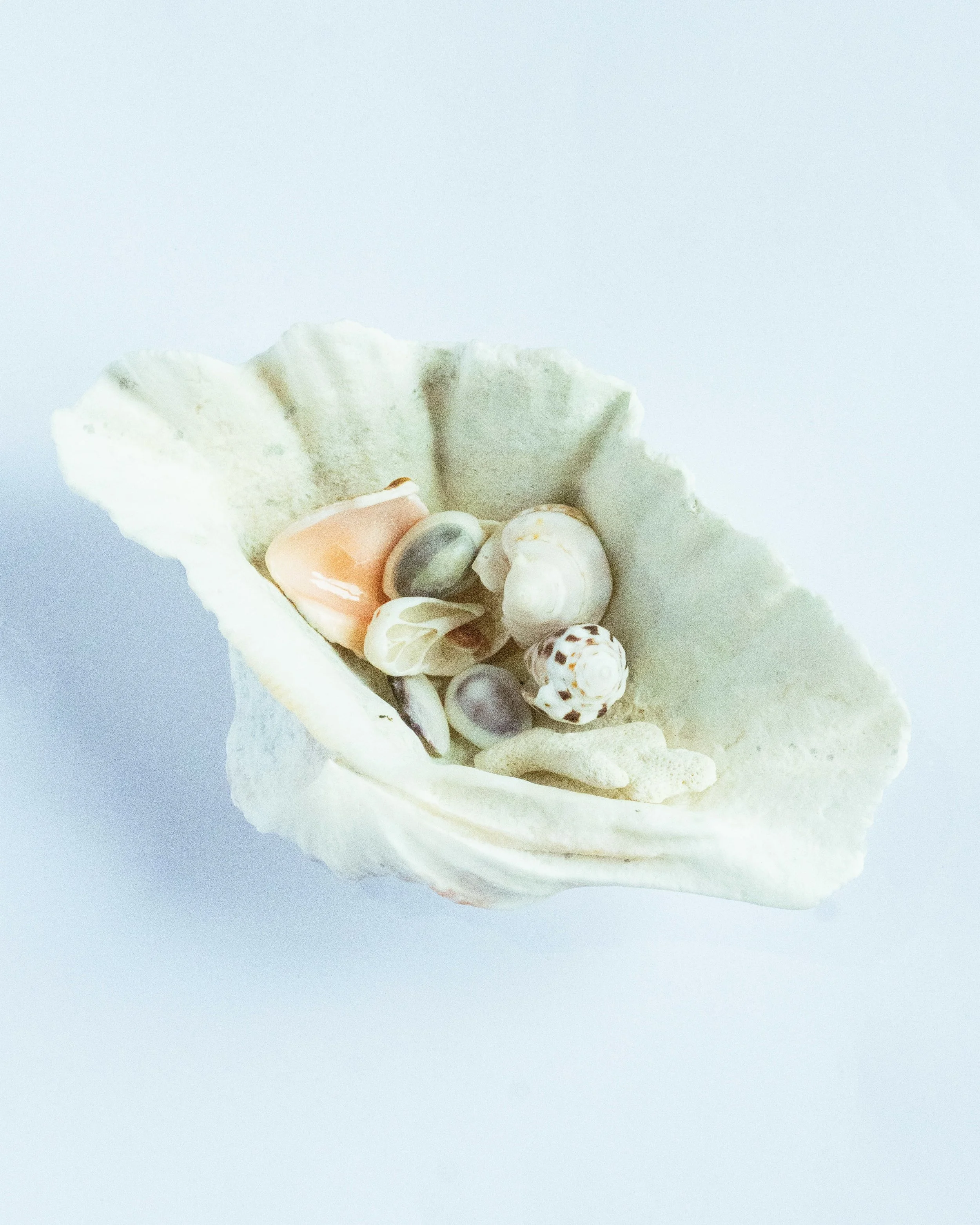 A small collection of seashells inside a piece of broken white coral on a light blue background.