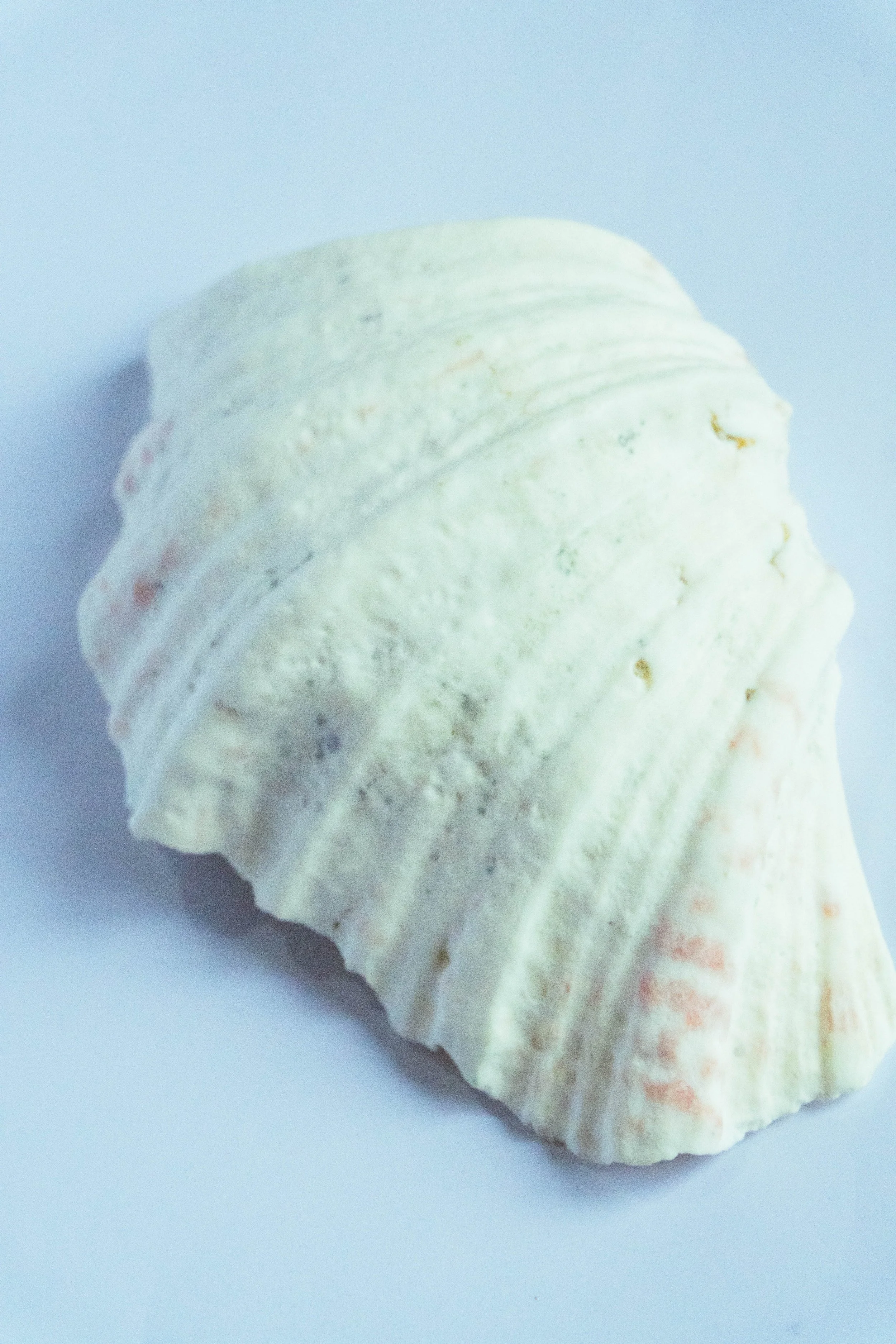 Close-up of a white seashell on a white background.