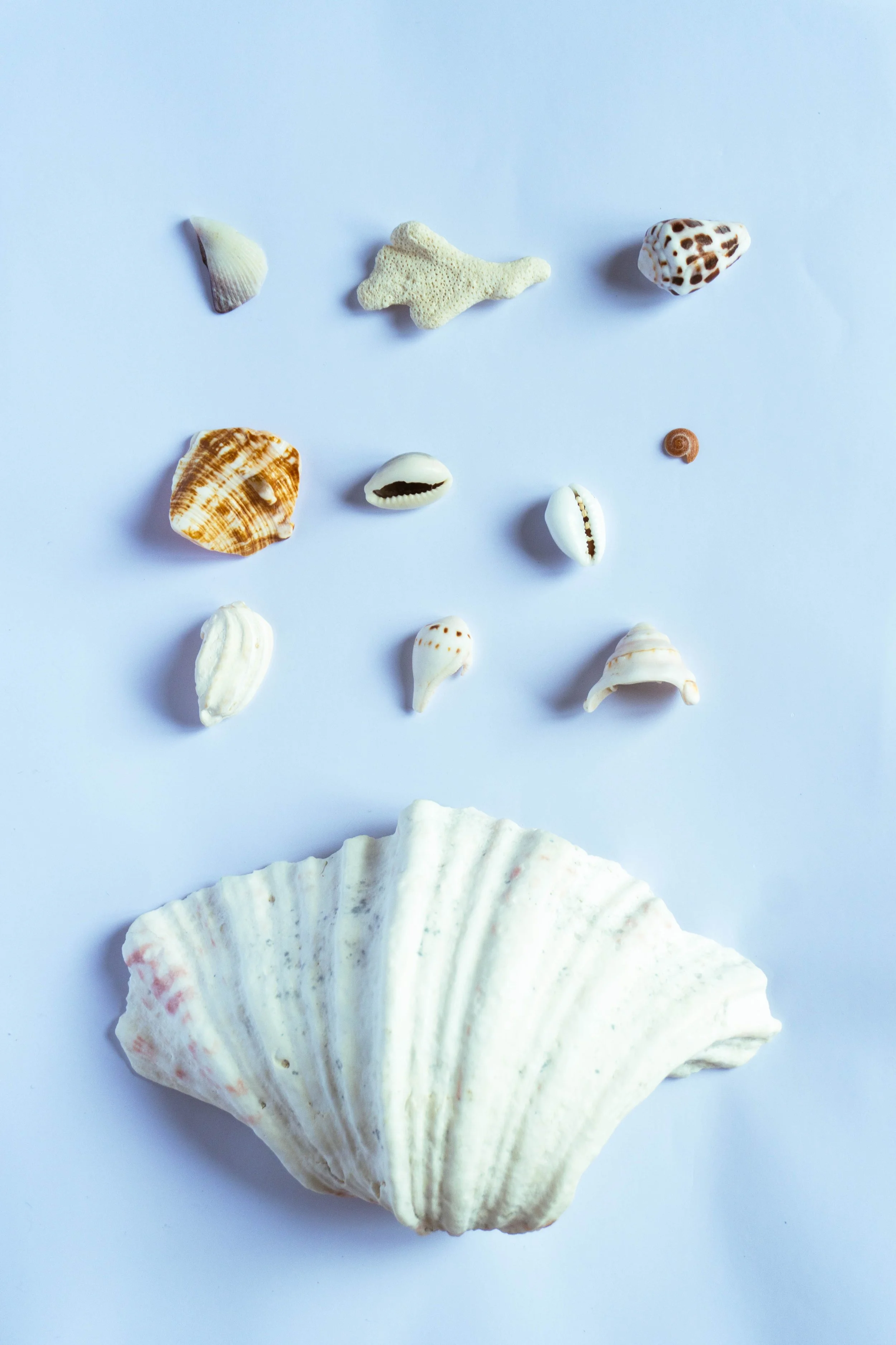 Various seashells and coral pieces arranged on a white background.