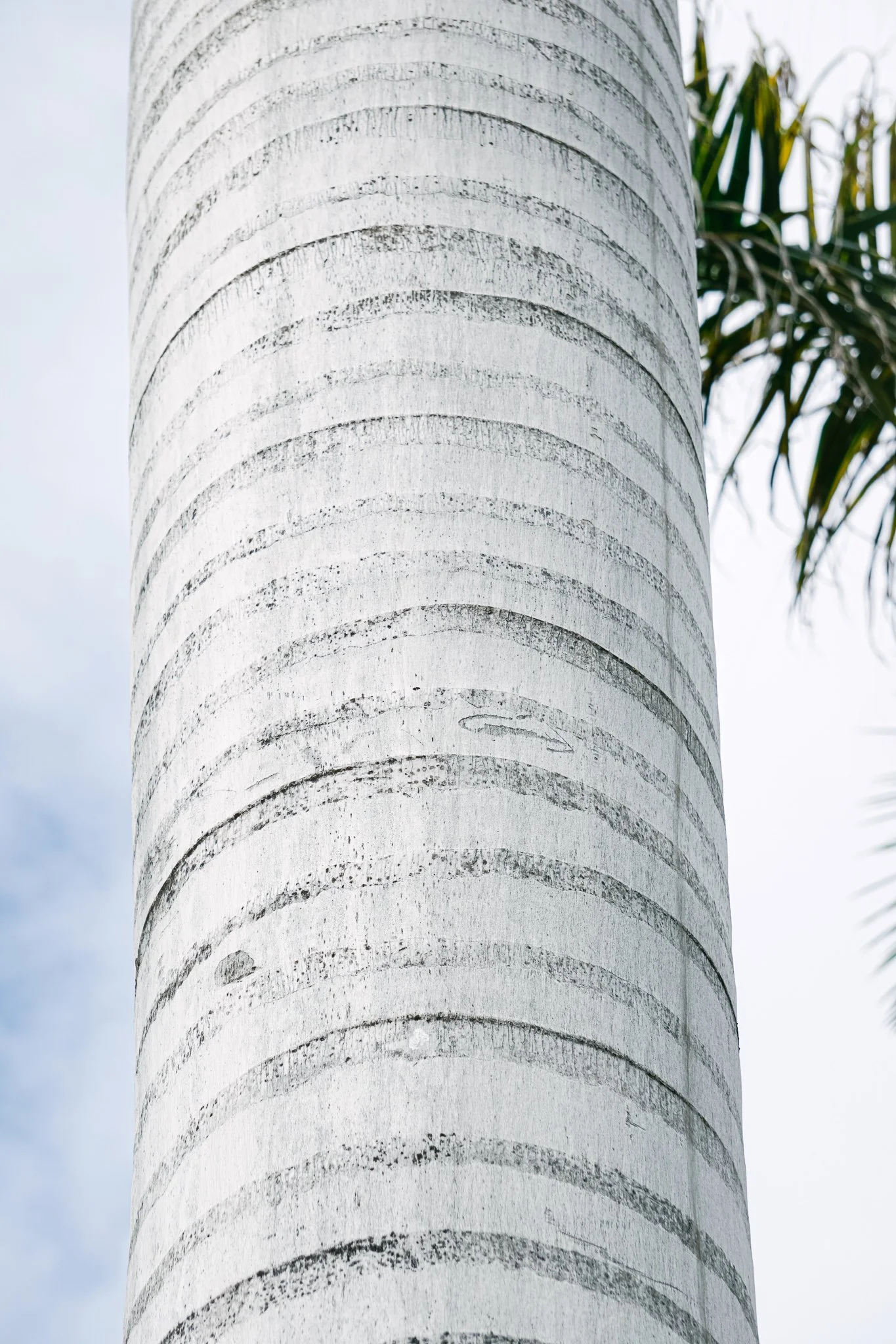 Close-up of a concrete palm tree trunk with visible rings and textured surface, part of a real or artificial palm tree, with some green palm leaves visible in the background.