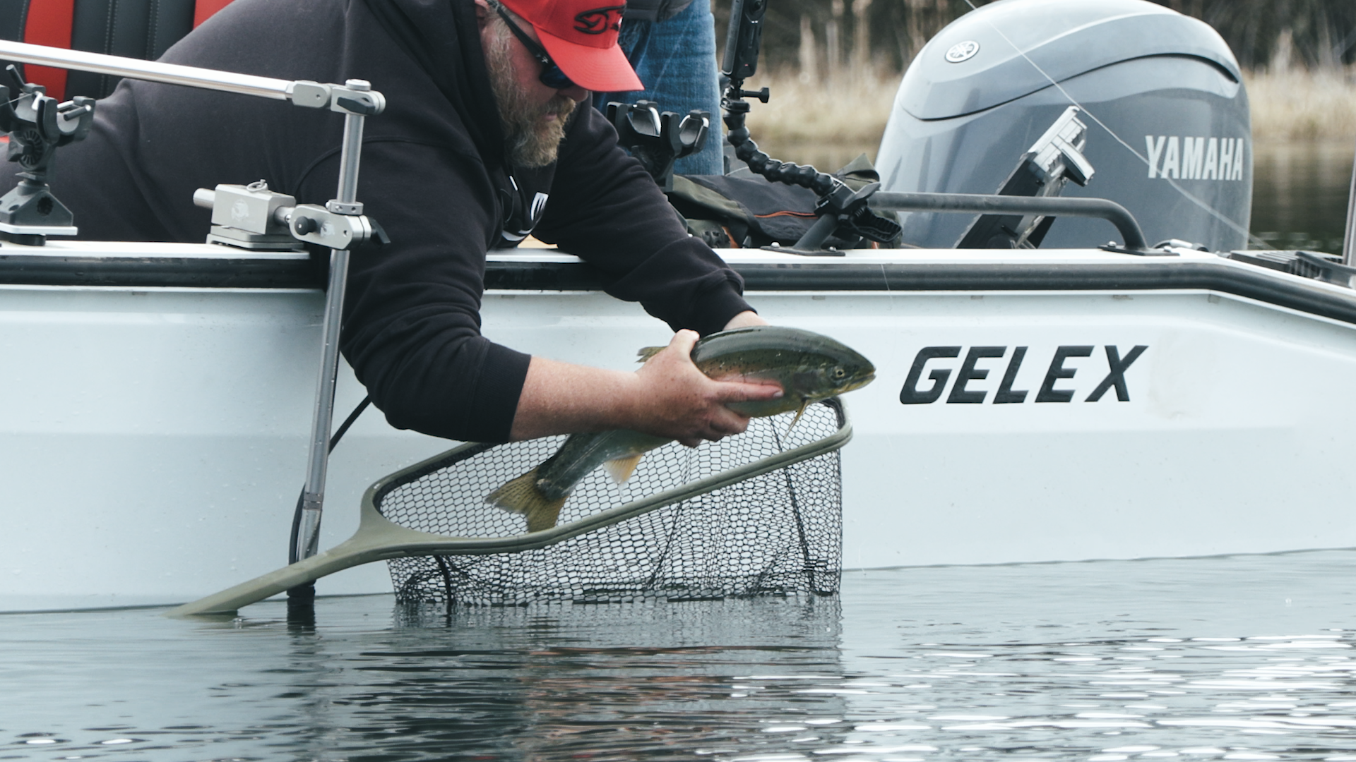 Horsefly rainbow release Mike.png
