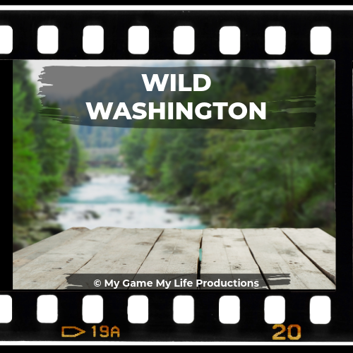 Wild Washington YouTube Channel