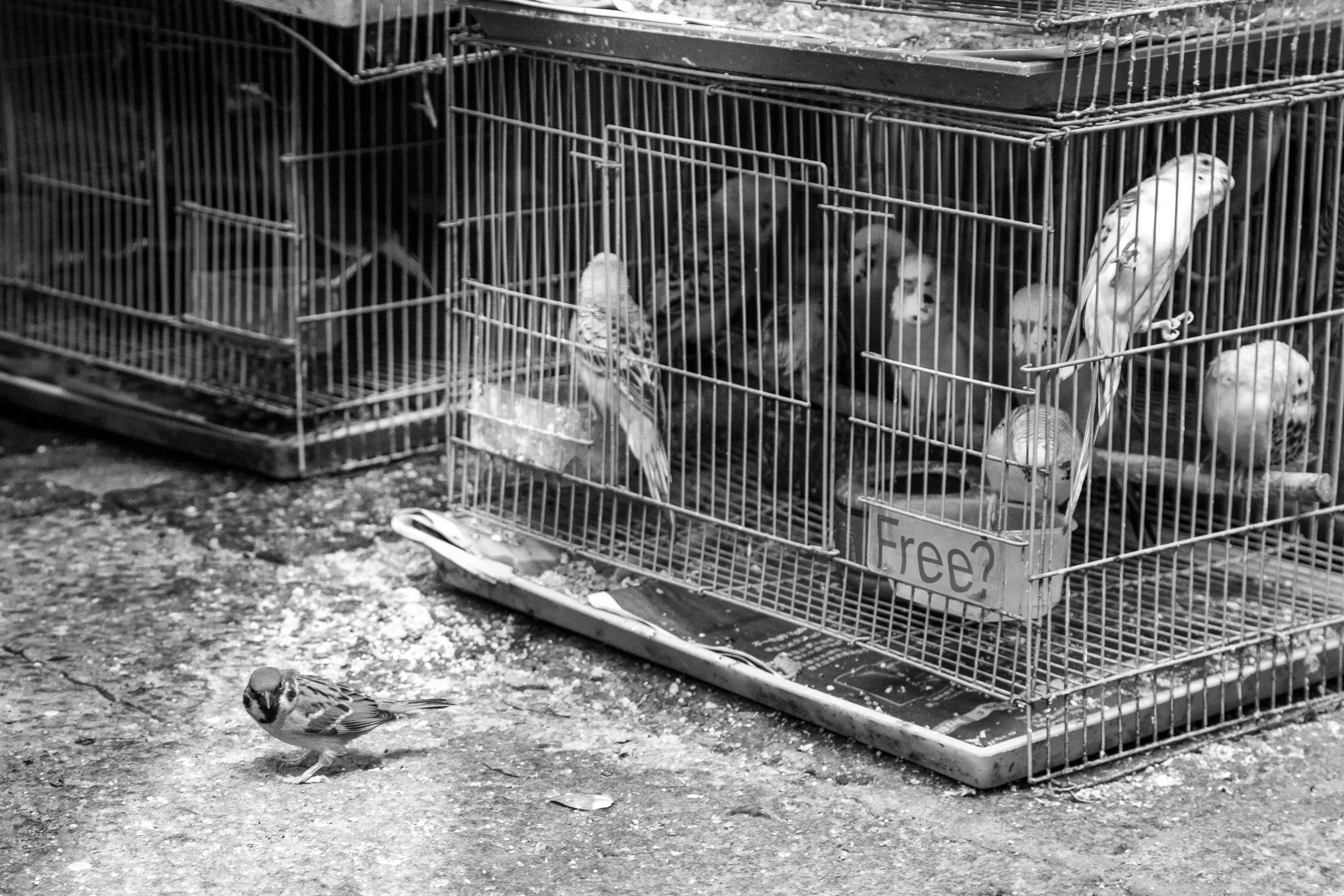 Autonomy, Belonging And The Cost Of Freedom