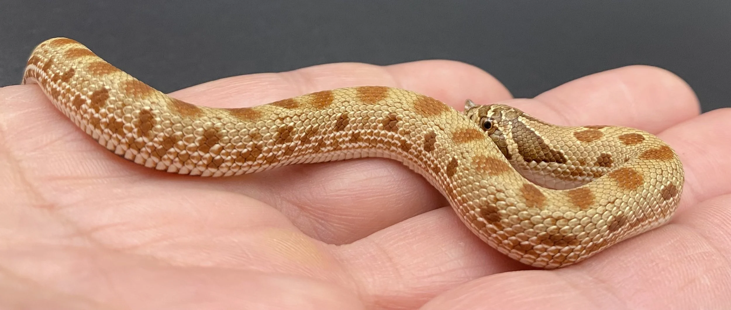 Snake #8b.jpeg