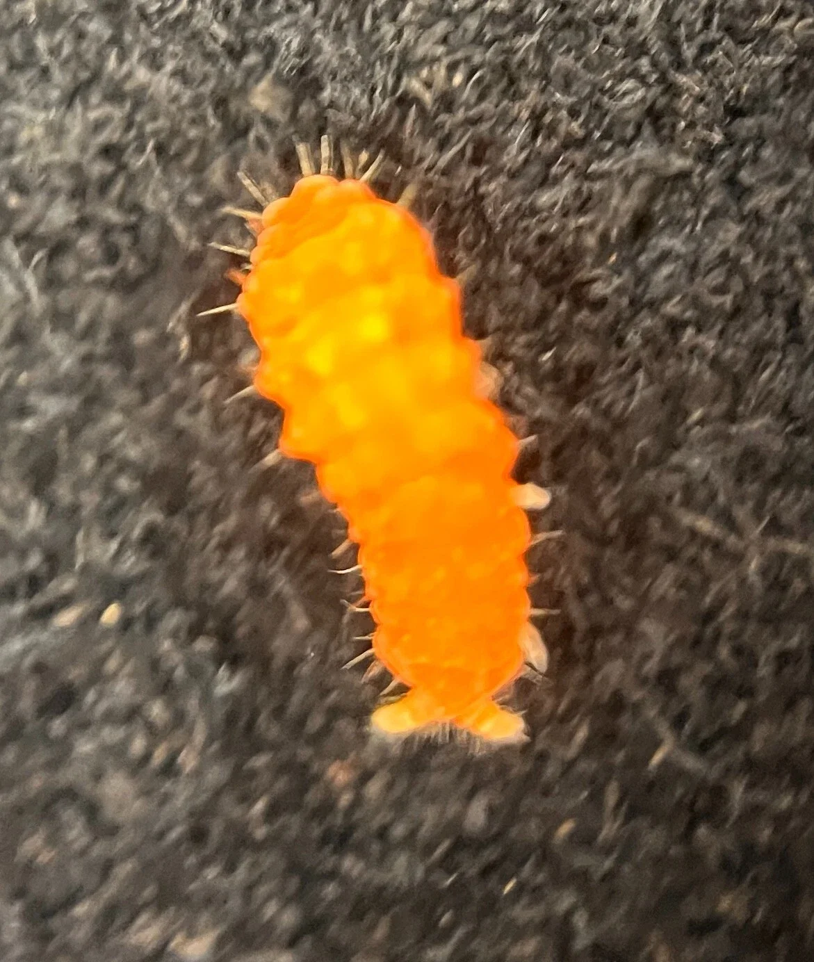 Florida Orange Springtails