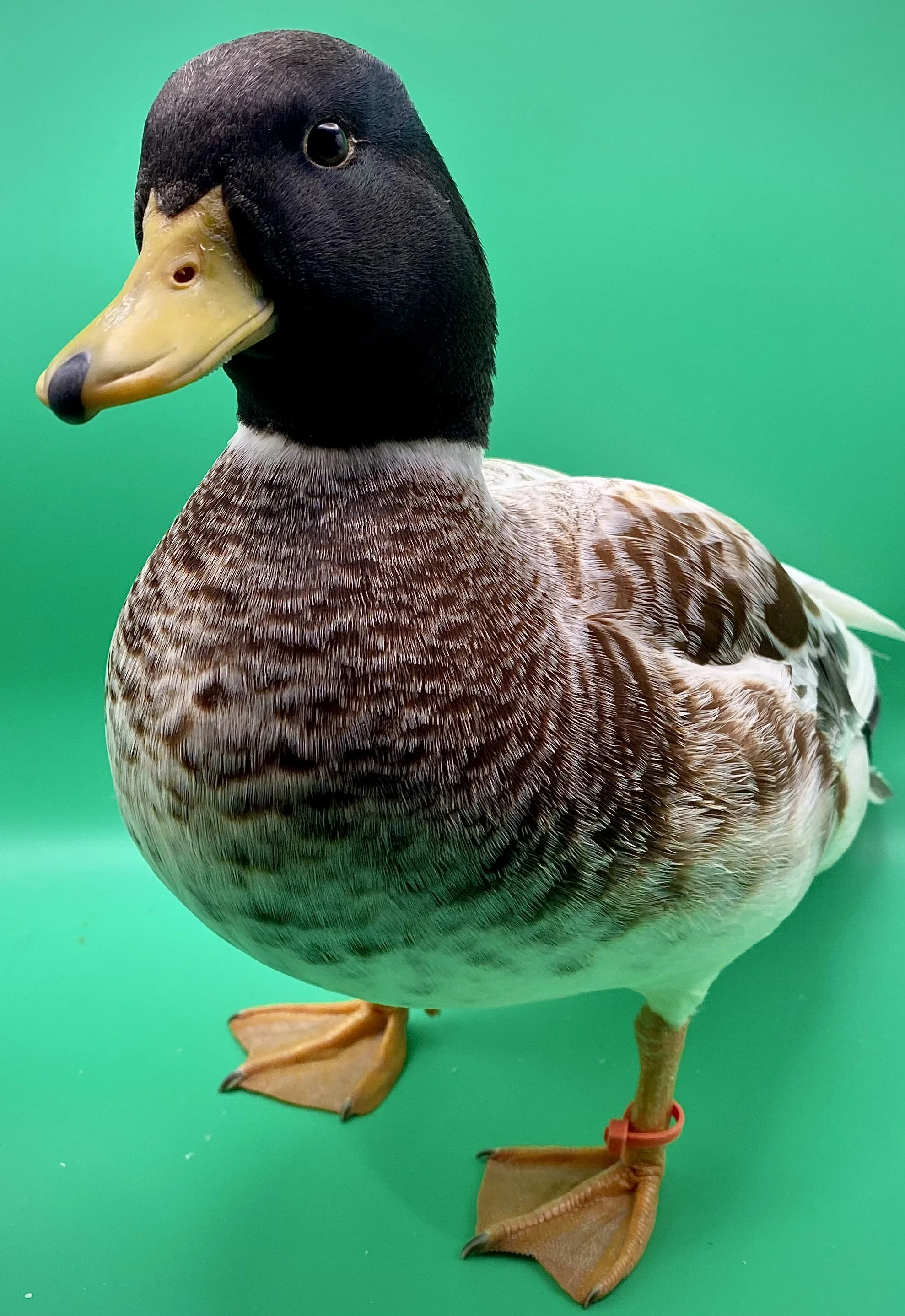 Juvenile Male