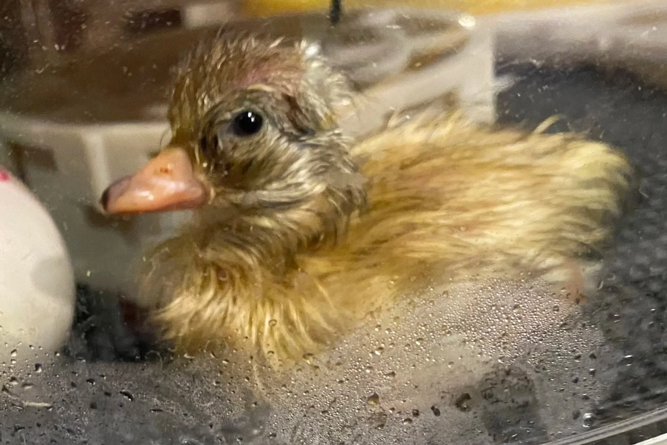 Fluffy Yellow Duckling