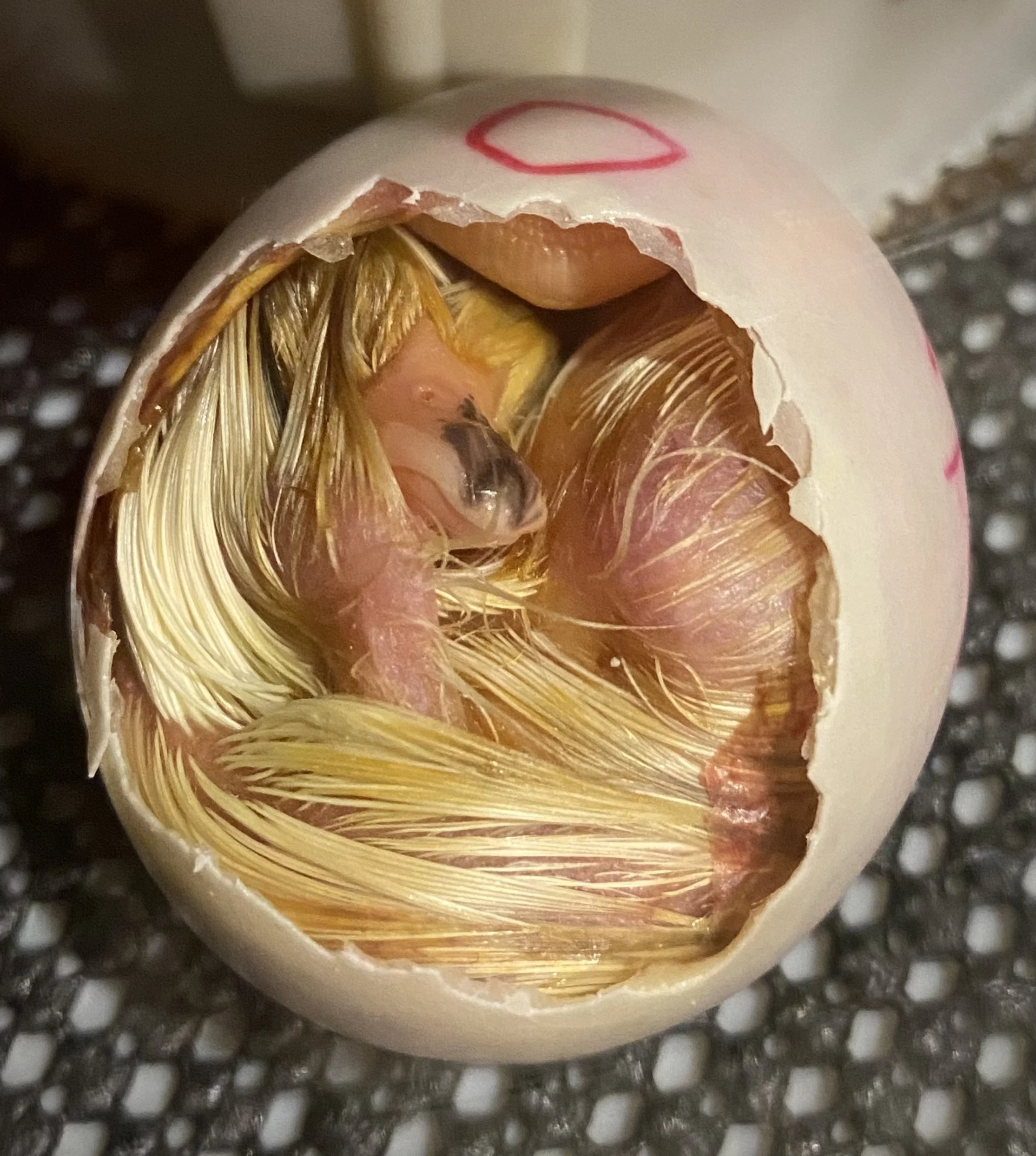 Incubation Pre-Pay