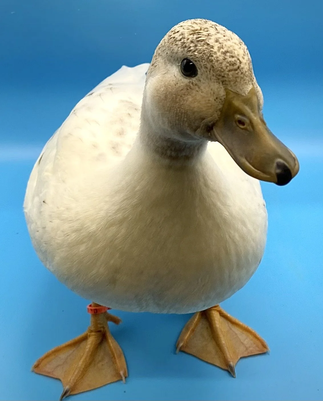 Juvenile Female