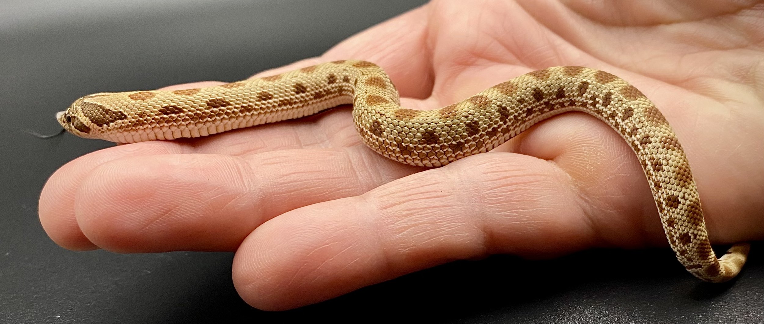 Snake #8c.jpeg