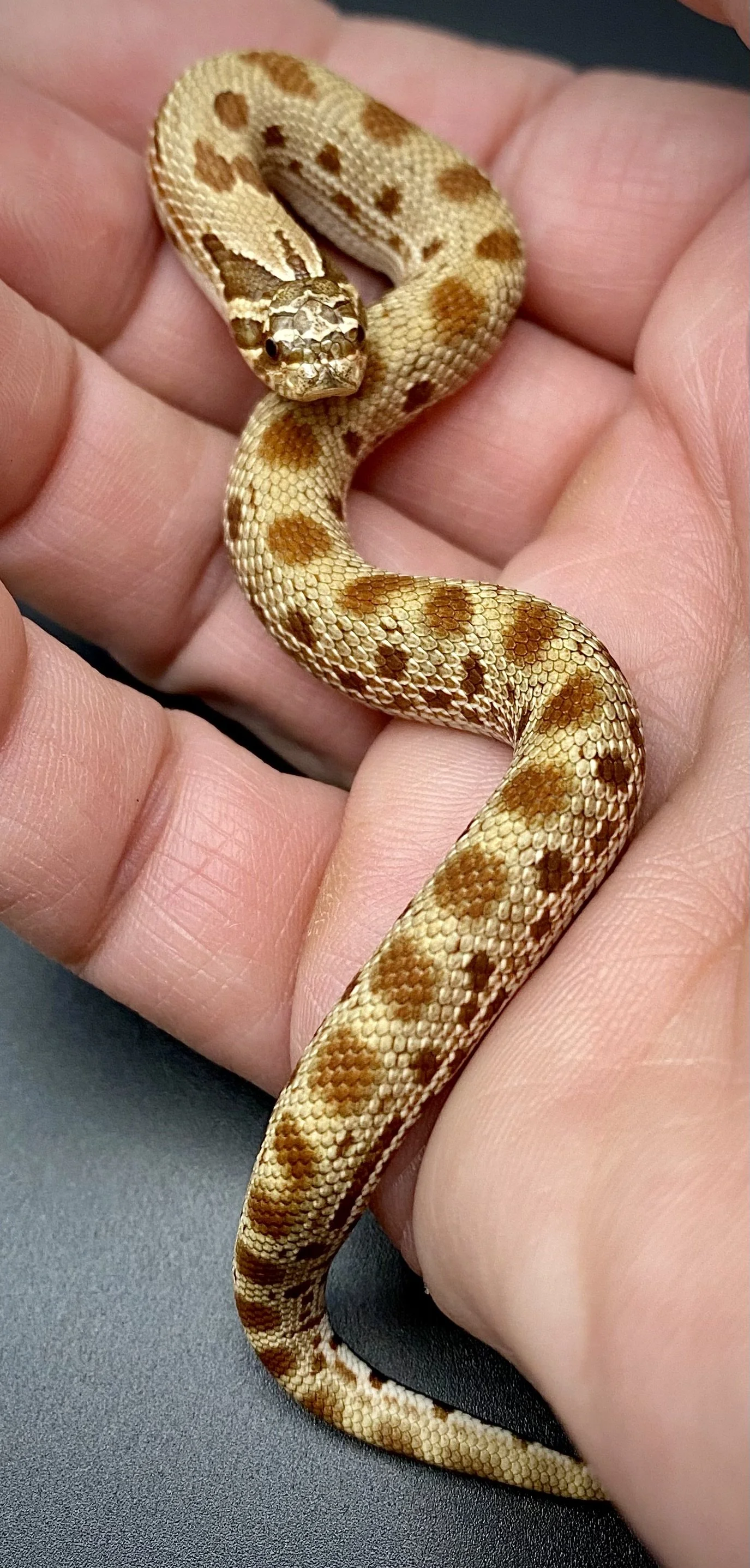 Snake #8a .jpeg