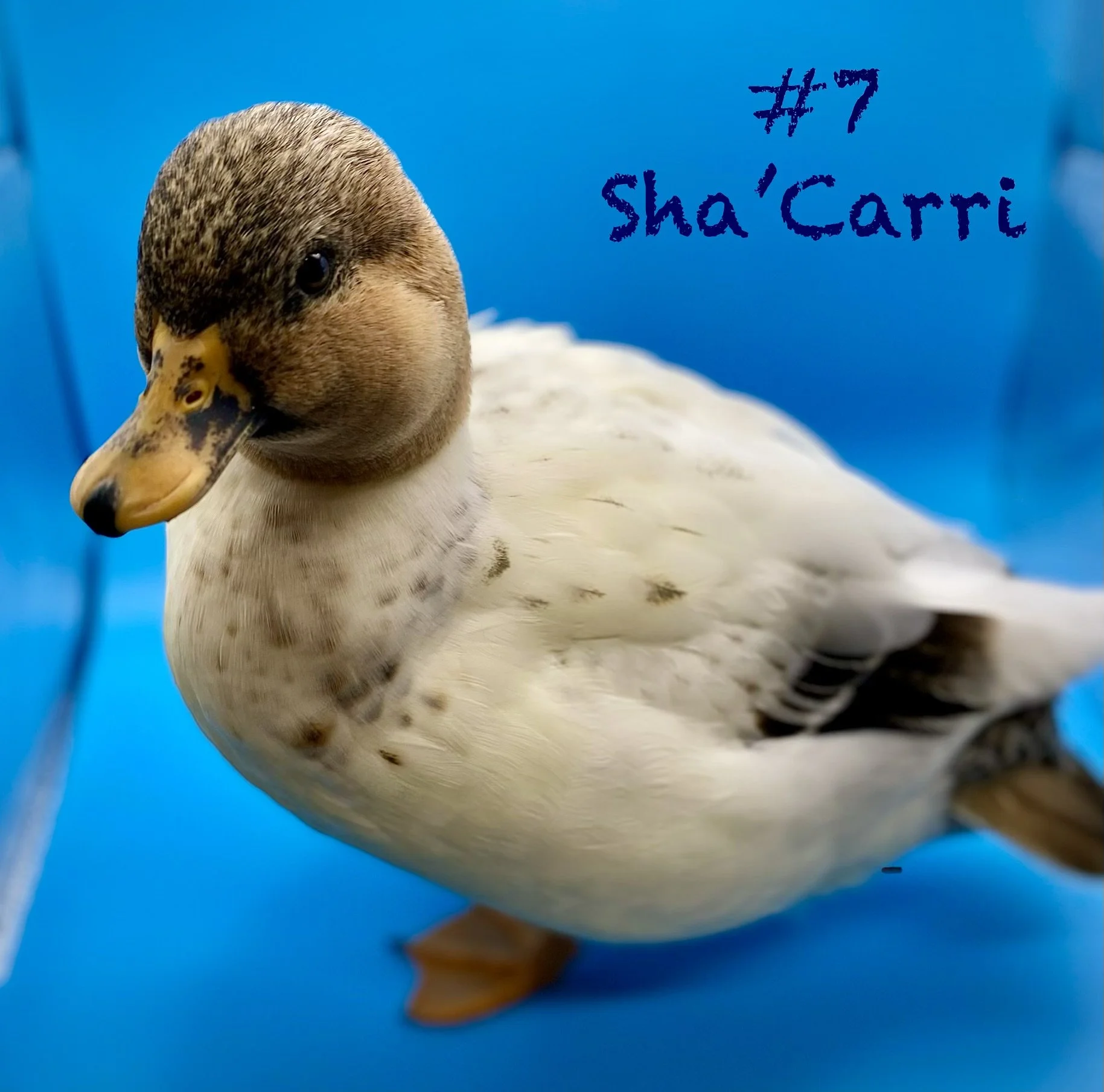 Laying Female Call Duck