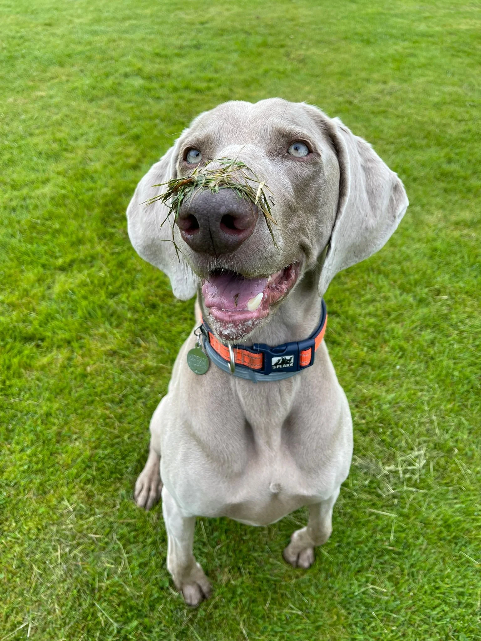 A cheerful Weimaraner dog sitting on green grass with a few blades of grass on its nose, smiling with its mouth open, showing teeth.
