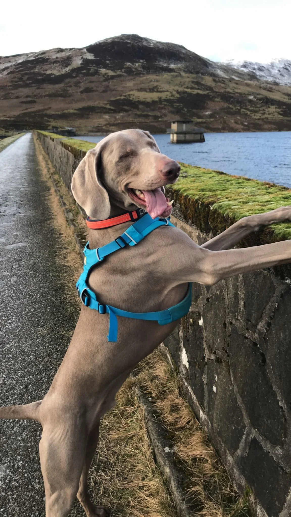A joyful gray dog with floppy ears and a pink nose, wearing a blue harness, standing on its hind legs with its front paws resting on a stone wall beside a body of water. The background features a mountain landscape with snow-capped peaks and a cloudy sky.