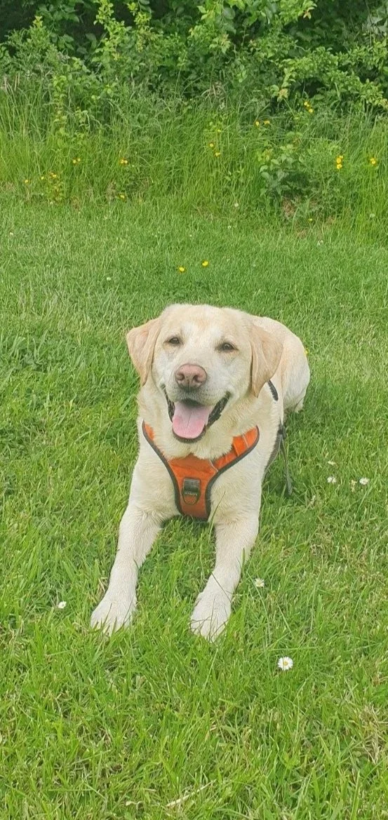A happy yellow Labrador retriever wearing an orange harness lying on green grass in a garden with plants and yellow flowers in the background.