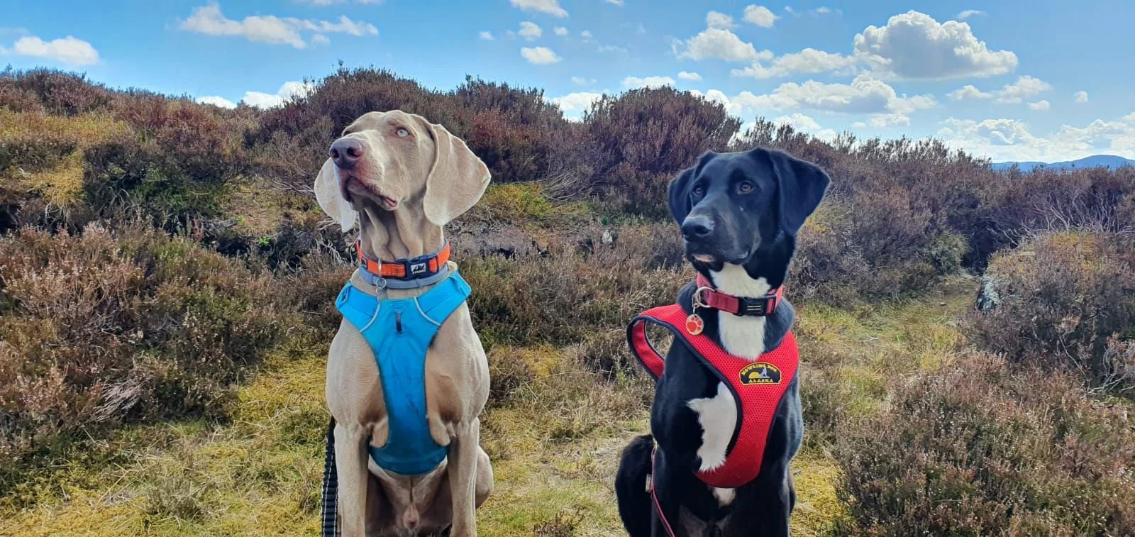 Two dogs sitting on a trail in a grassy, shrub-covered landscape under a partly cloudy sky.
