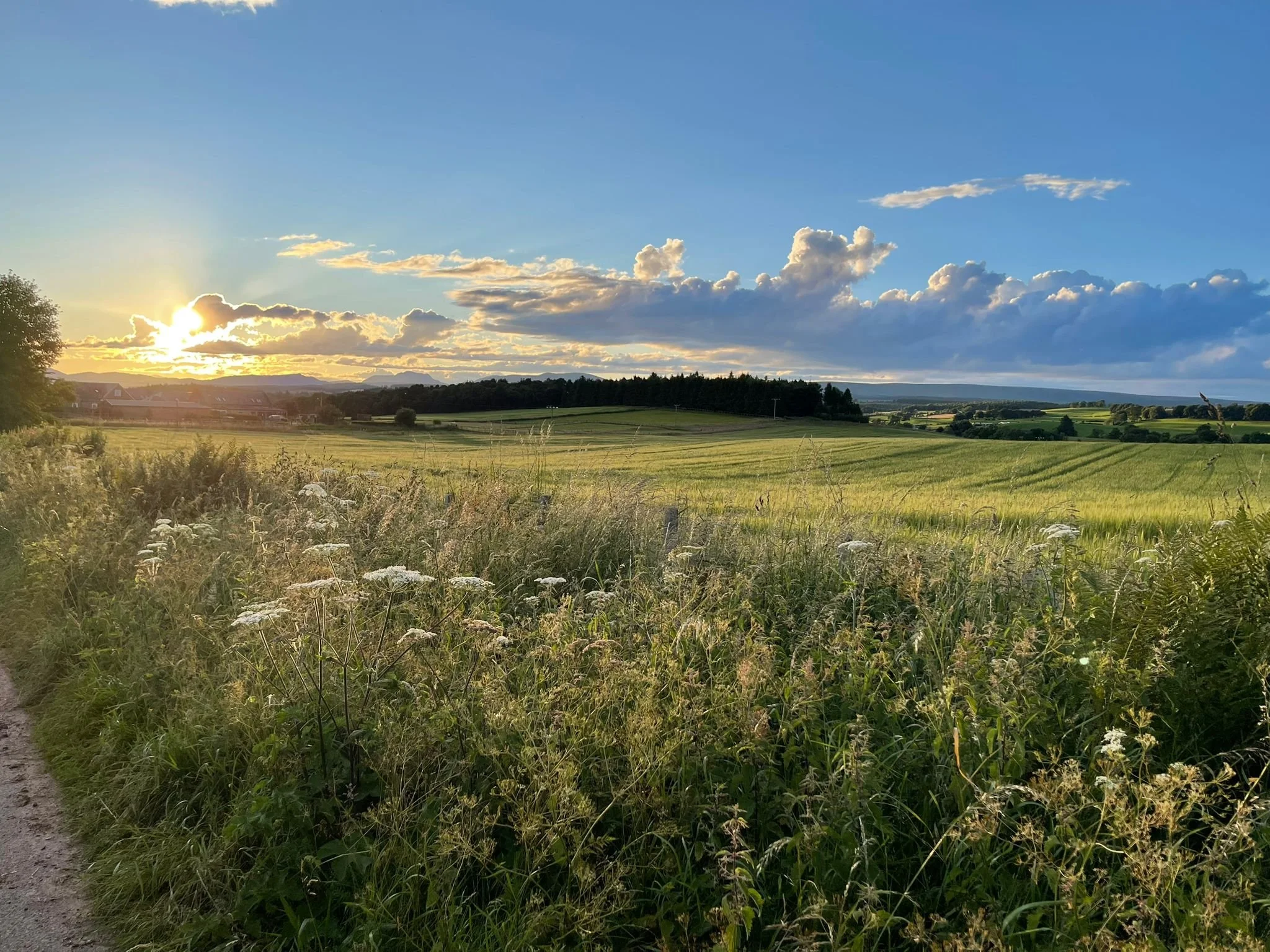 A scenic view of a grassy field with wildflowers, trees, and a partly cloudy sky at sunset.