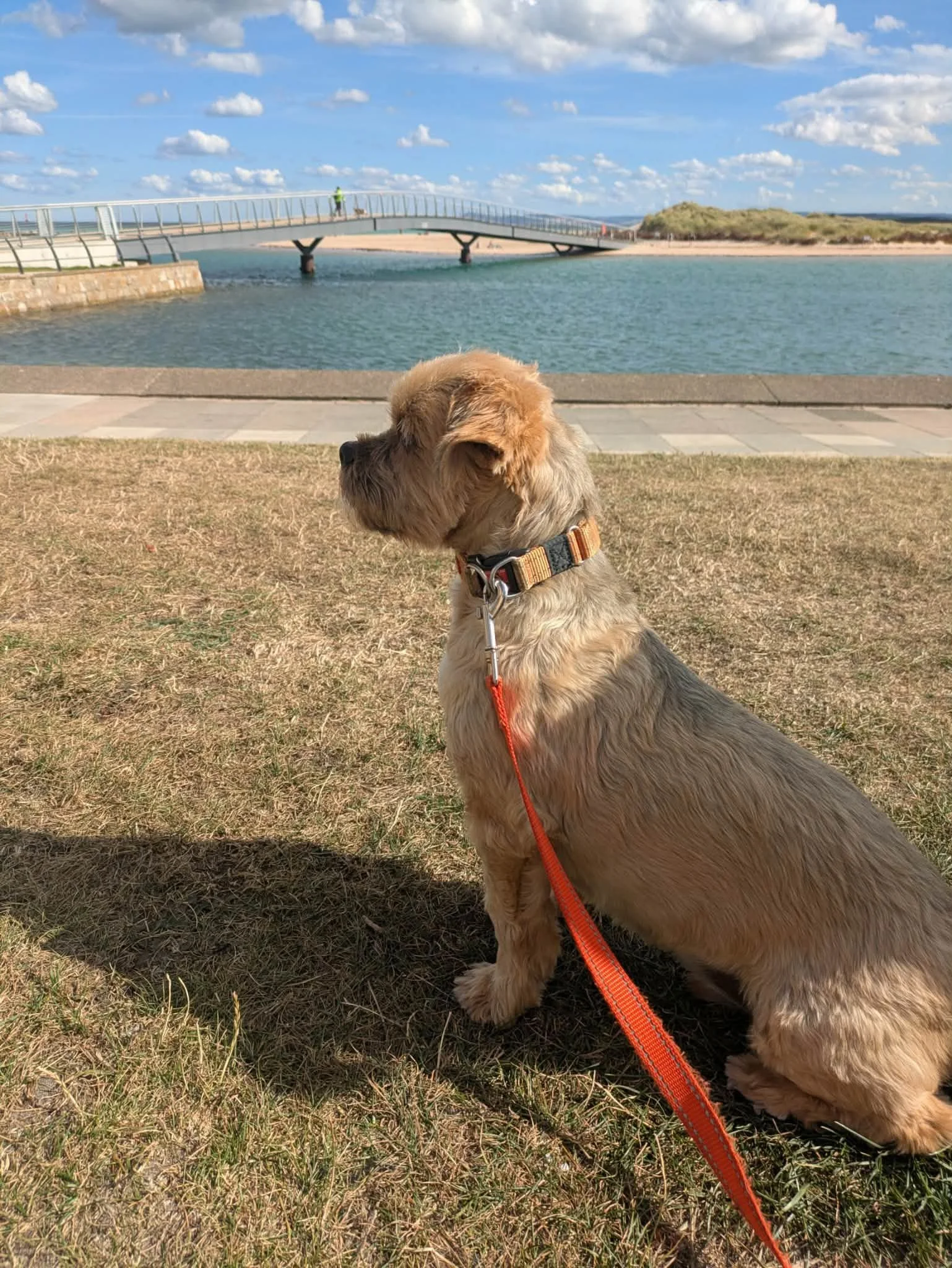 A tan dog with a collar sitting on grass near water, with a pedestrian bridge and cloudy sky in the background.