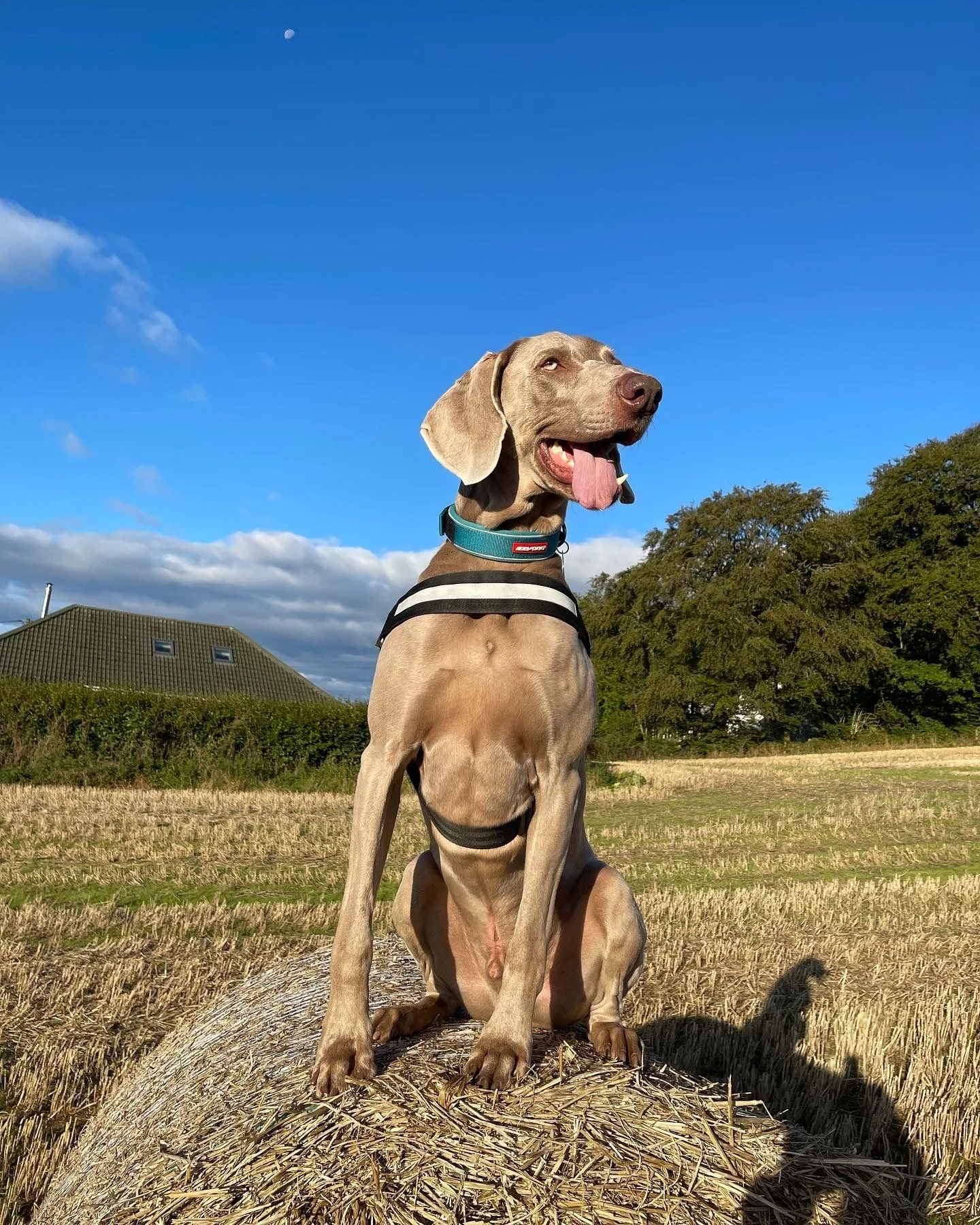 A dog sitting on a hay bale in a field under a blue sky with clouds and a small visible moon or planet.