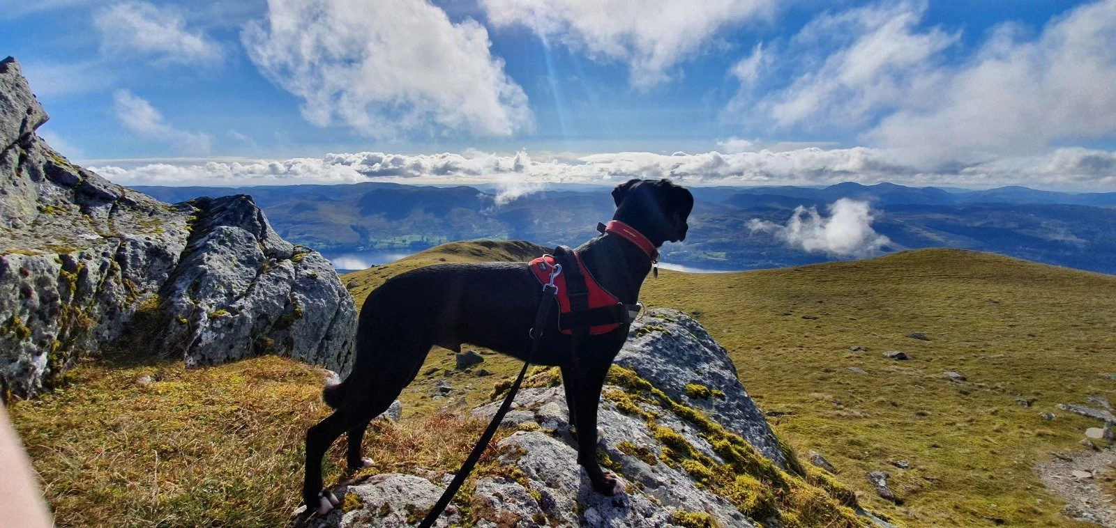 A black dog with a red harness standing on rocks on a mountain with a scenic view of grassy hills, a lake, and cloudy sky in the background.