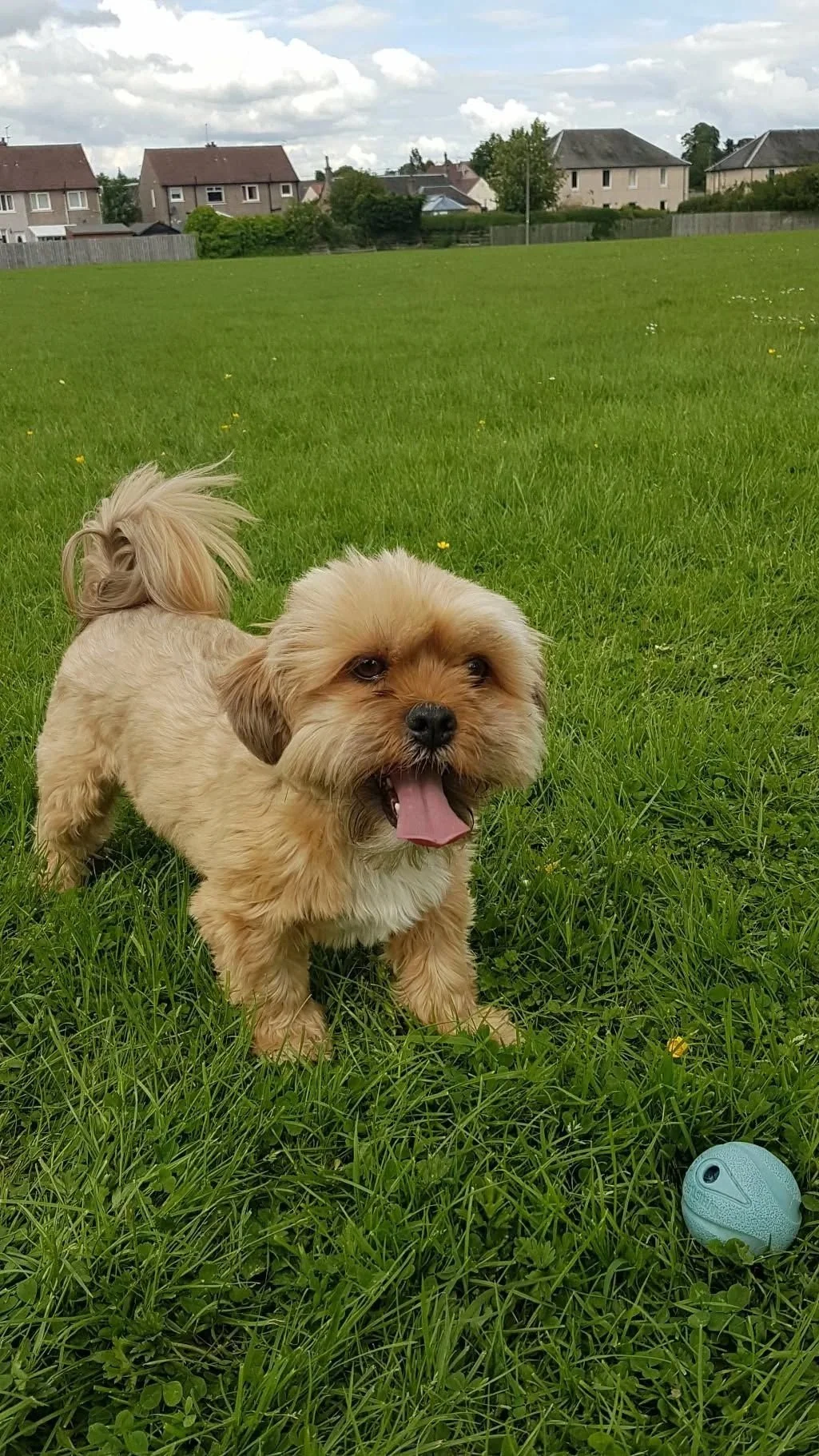 A small, fluffy, tan-colored dog standing on green grass with a pink tongue out and a blue ball nearby, with houses and a cloudy sky in the background.