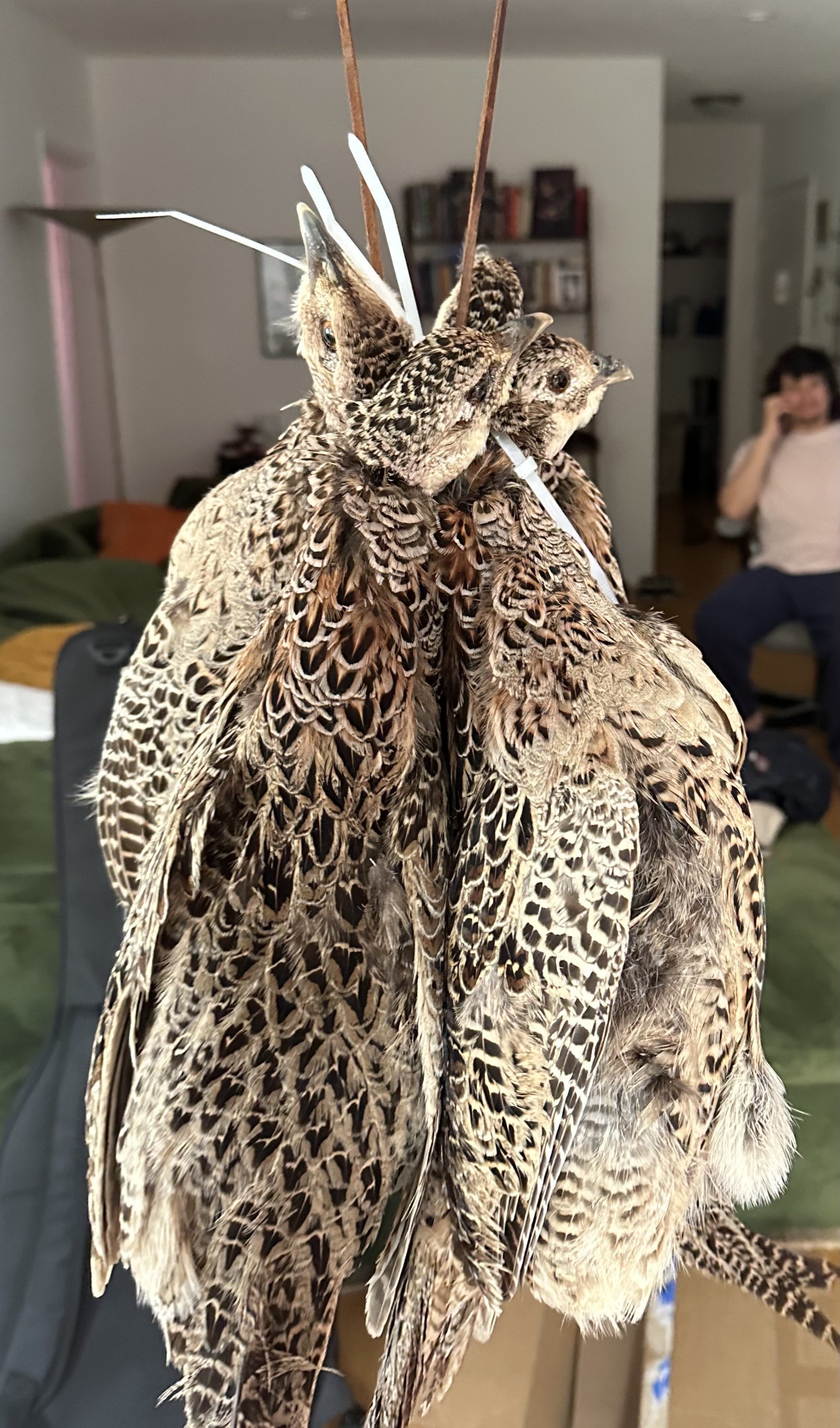 Close-up of a bunch of wild birds with brown and black patterned feathers, perched together indoors, with a living room and person talking on the phone in the background.