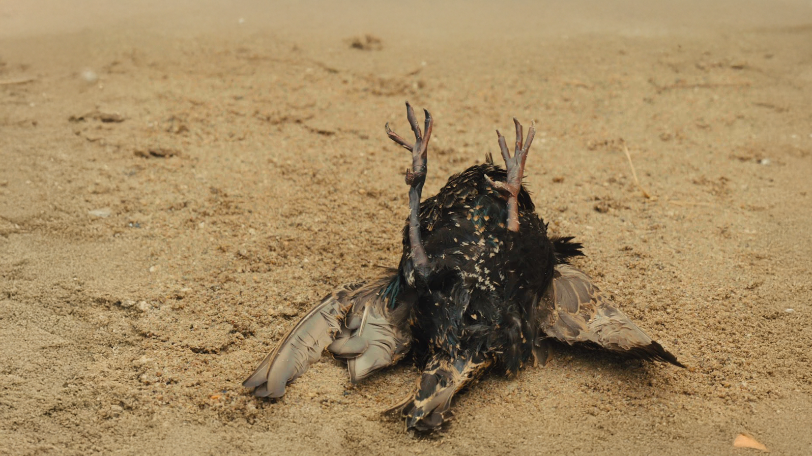 A bird lying on the dirt with blood on its body and broken legs